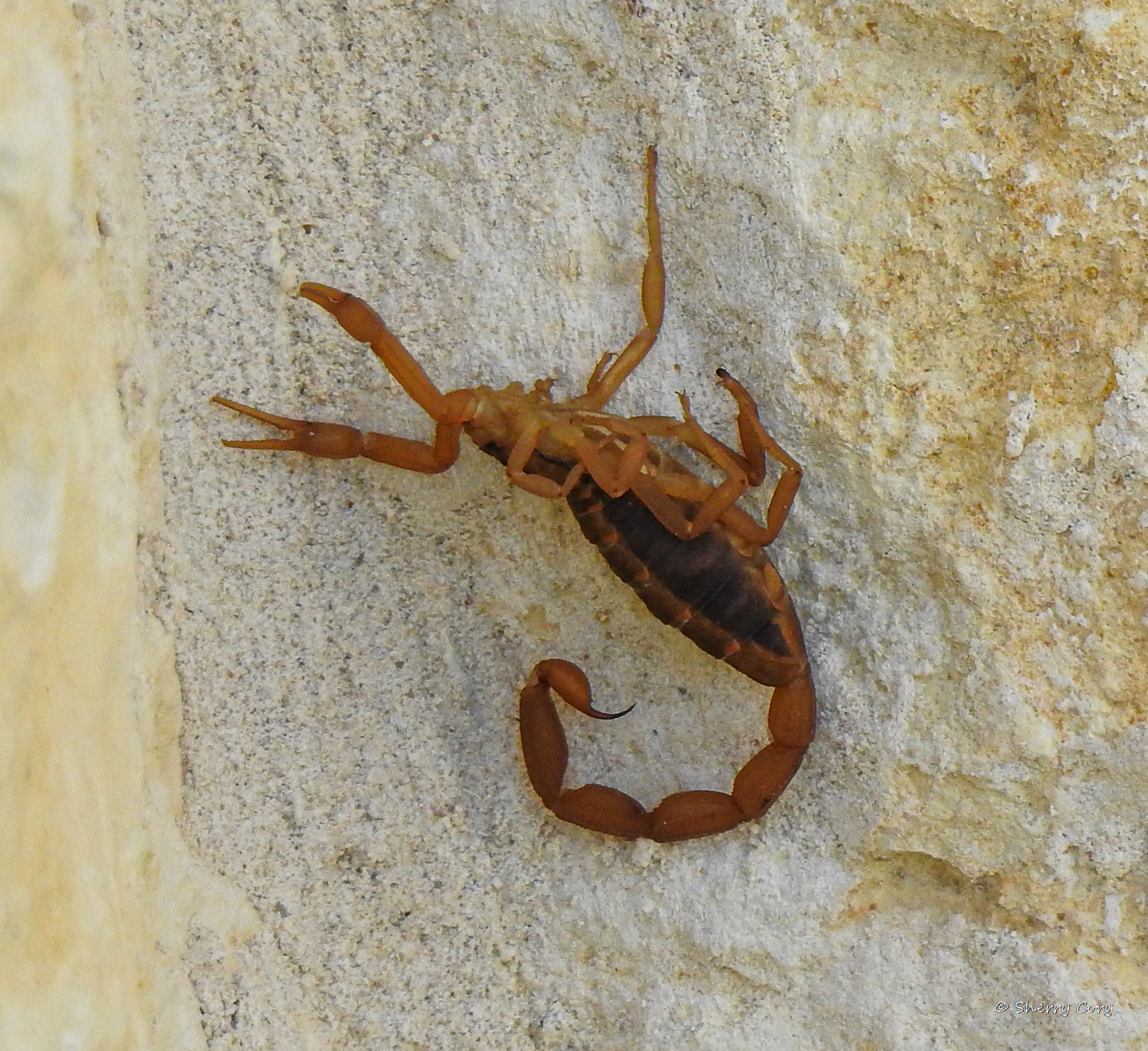 Bark Scorpion