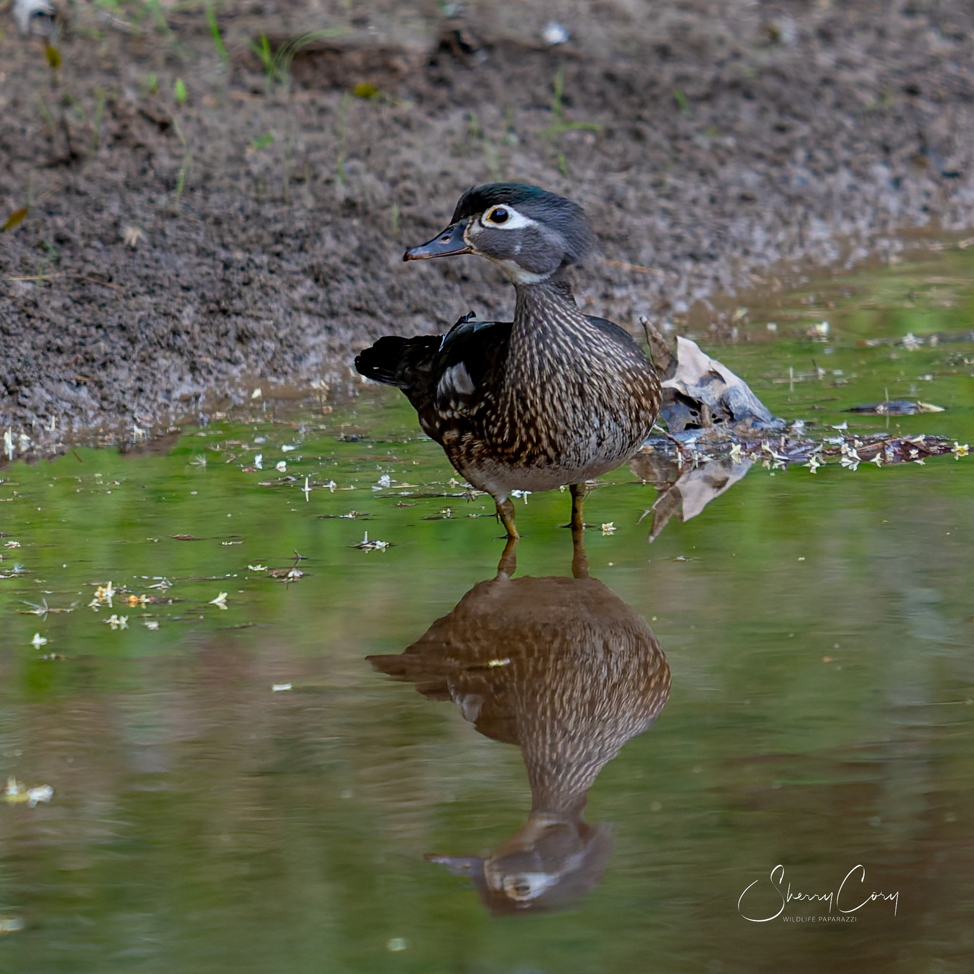 Wood Duck