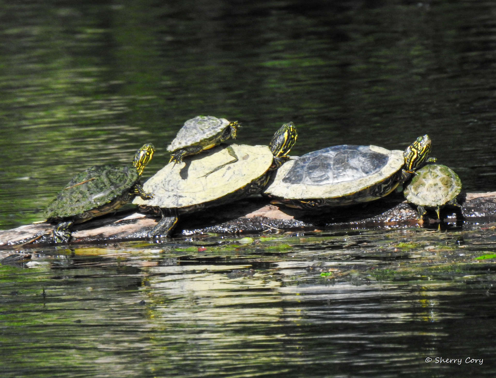 Texas River Cooters