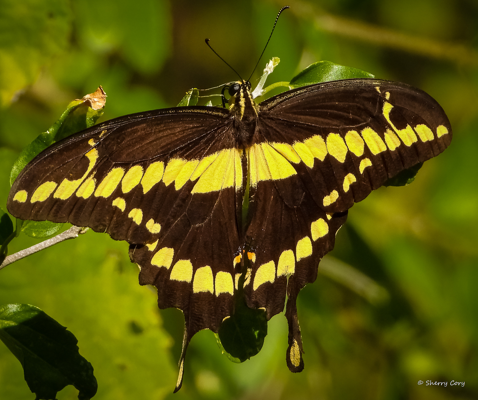 Western Giant Swallowtail