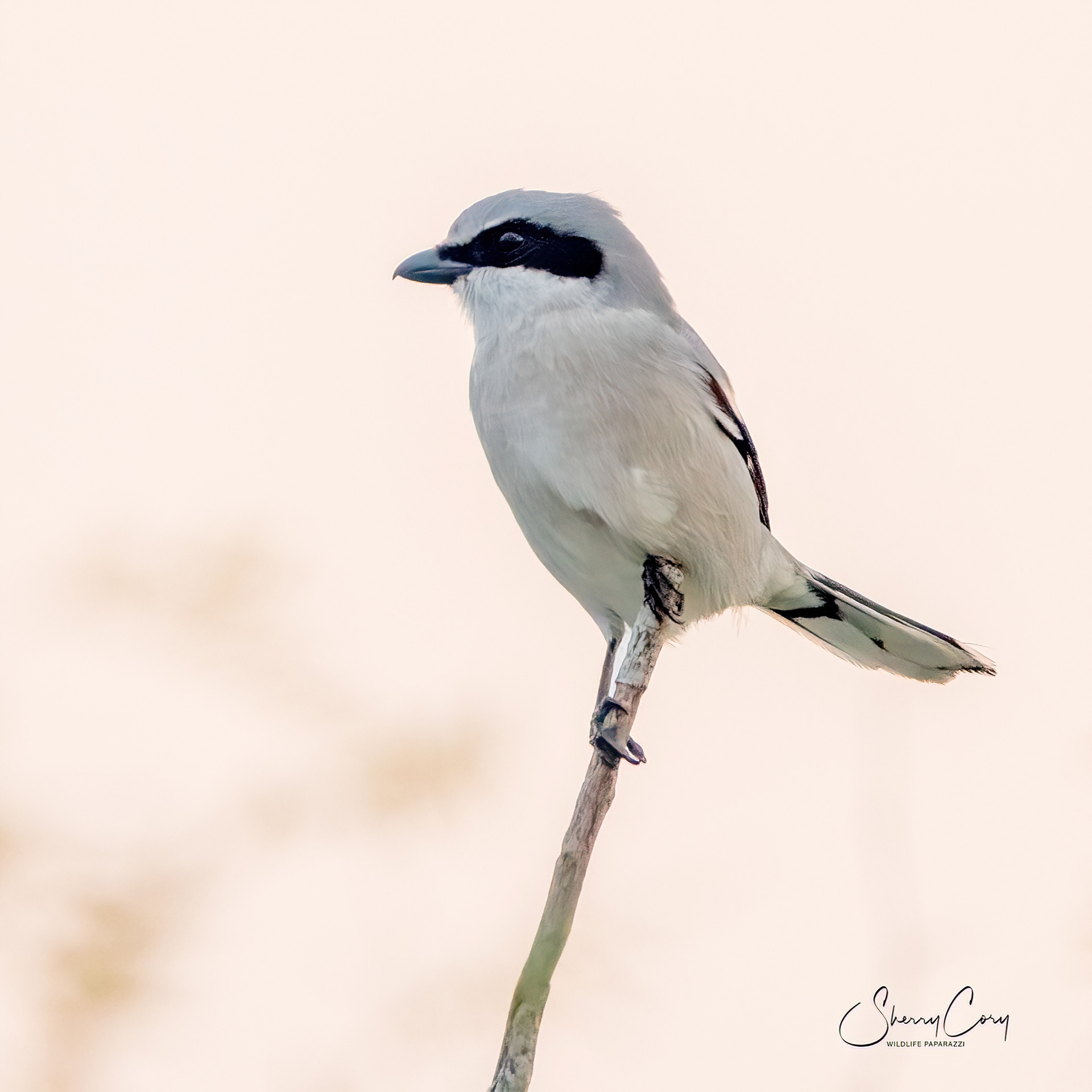 Loggerhead Shrike (Lanius ludovicianus)