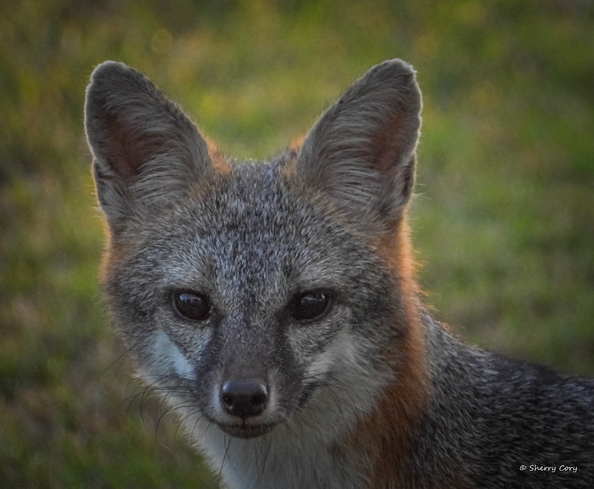 Gray Fox 2/10