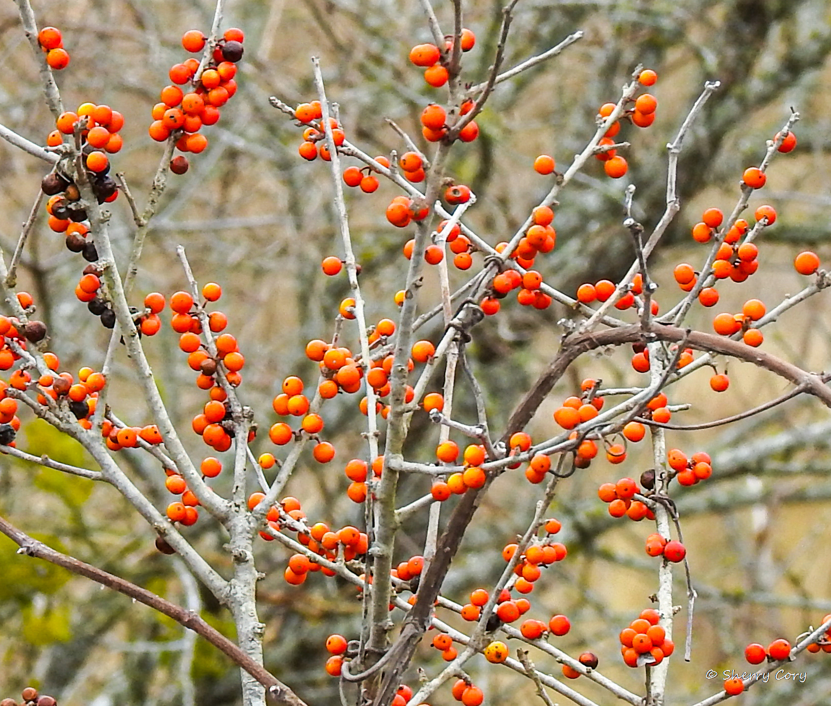 Possumhaw