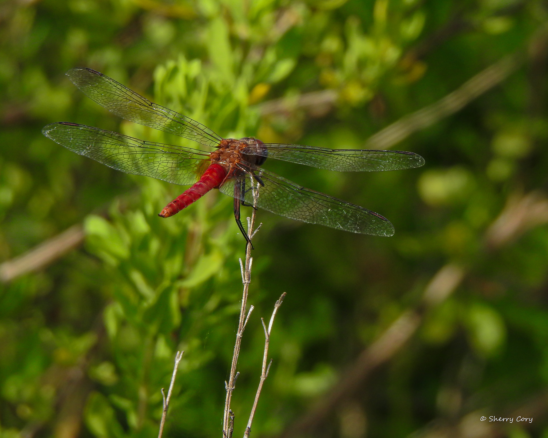 Red Tailed Pennant