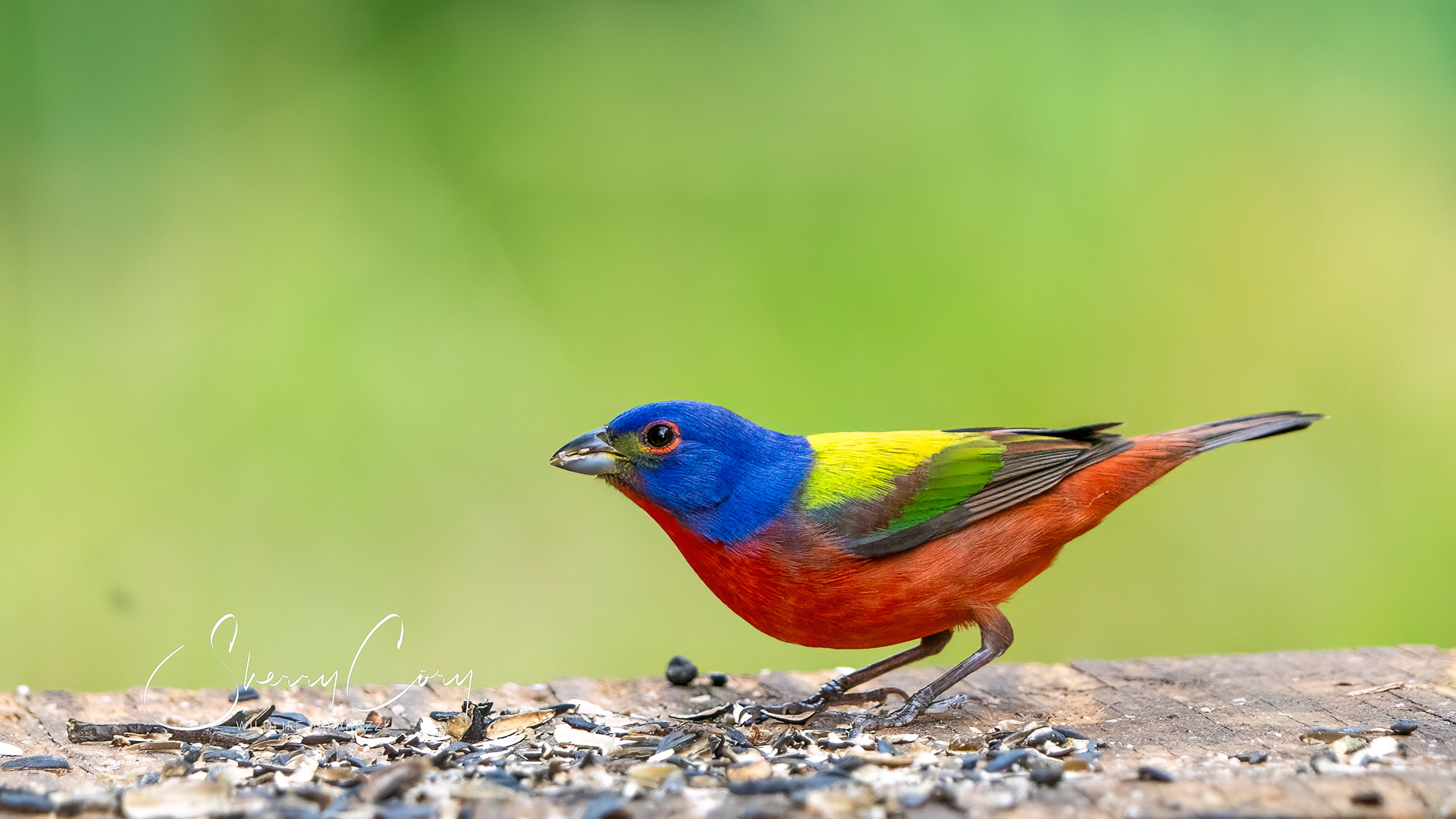 Male Painted Bunting