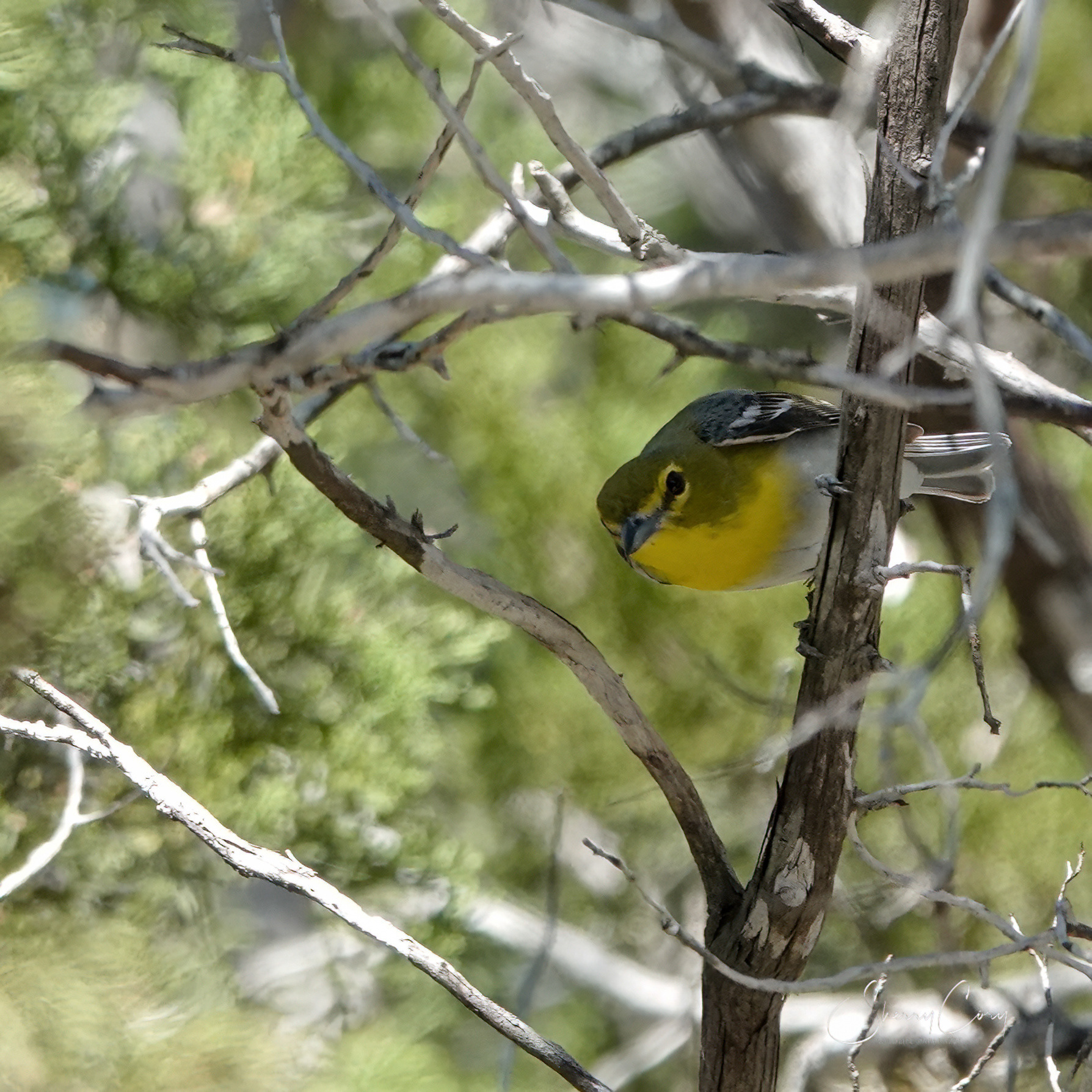 Yellow Throated Warbler (Setophaga dominica)