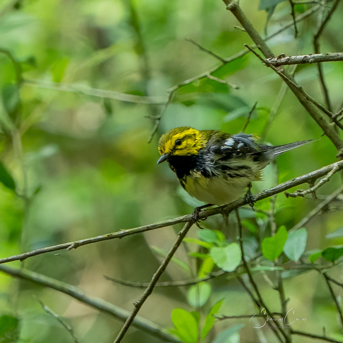 Black Throated Green Warbler