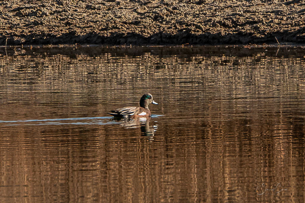 American Wigeon (Mareca americana)