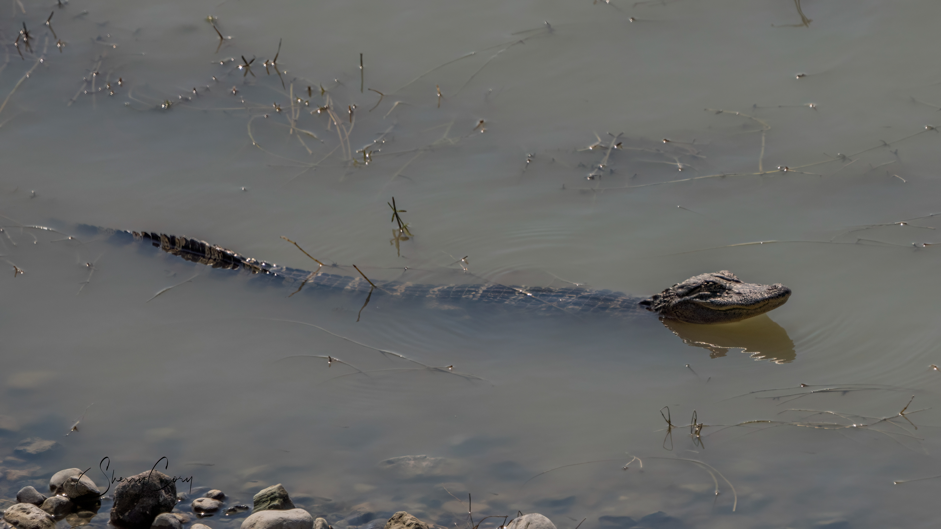 Young American Alligator