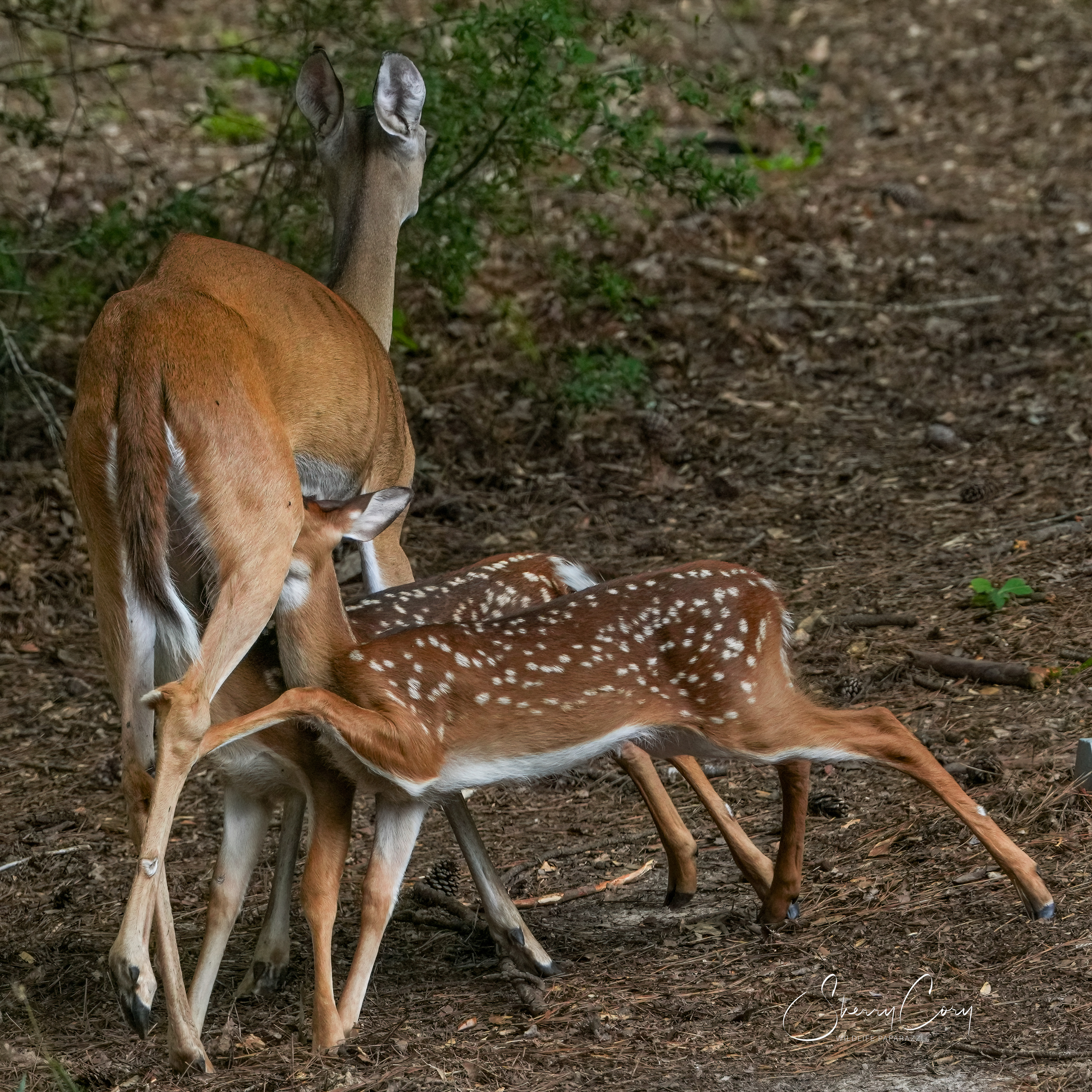 Nursing Whitetail Fawns