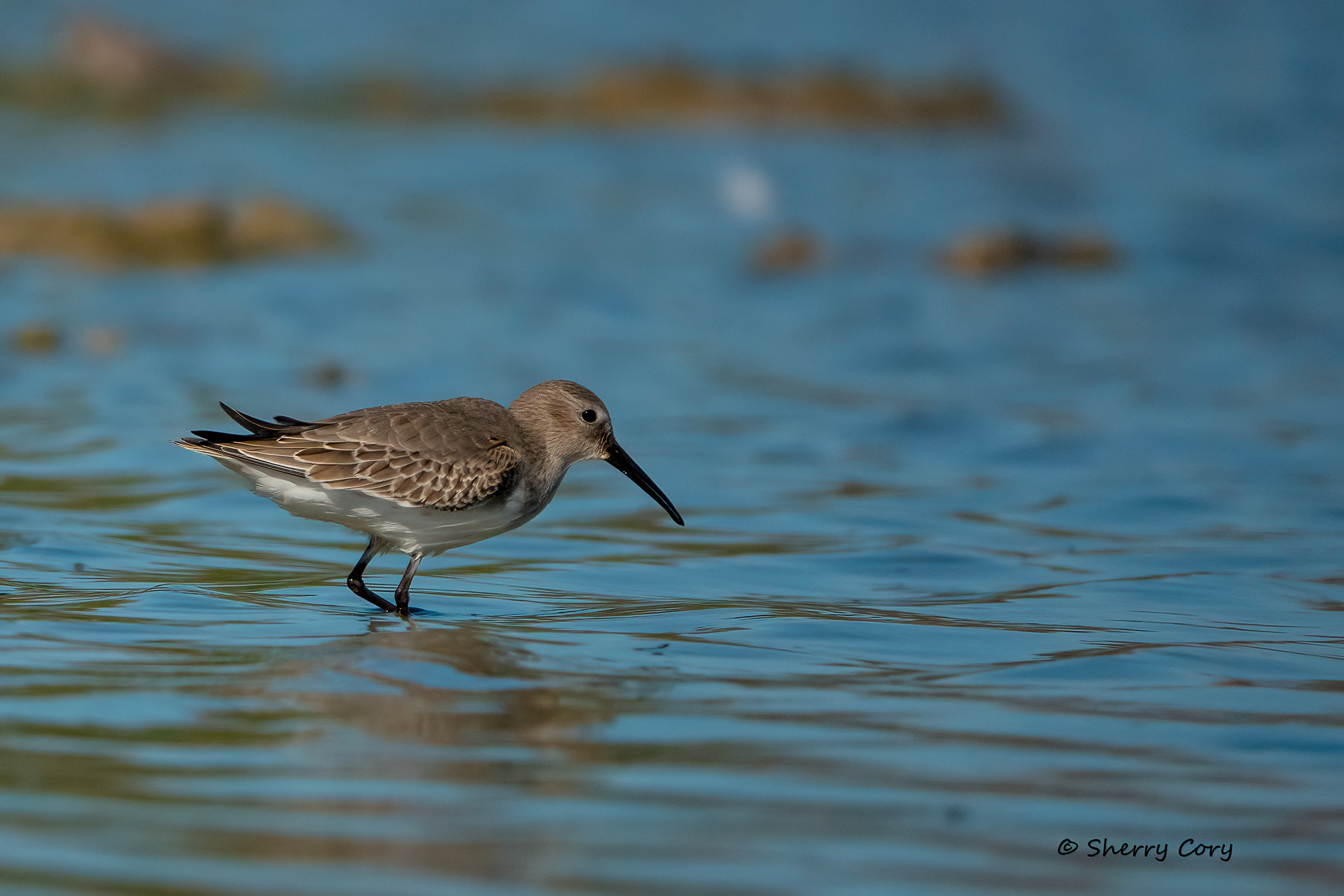 Dunlin (Calidris alpina)