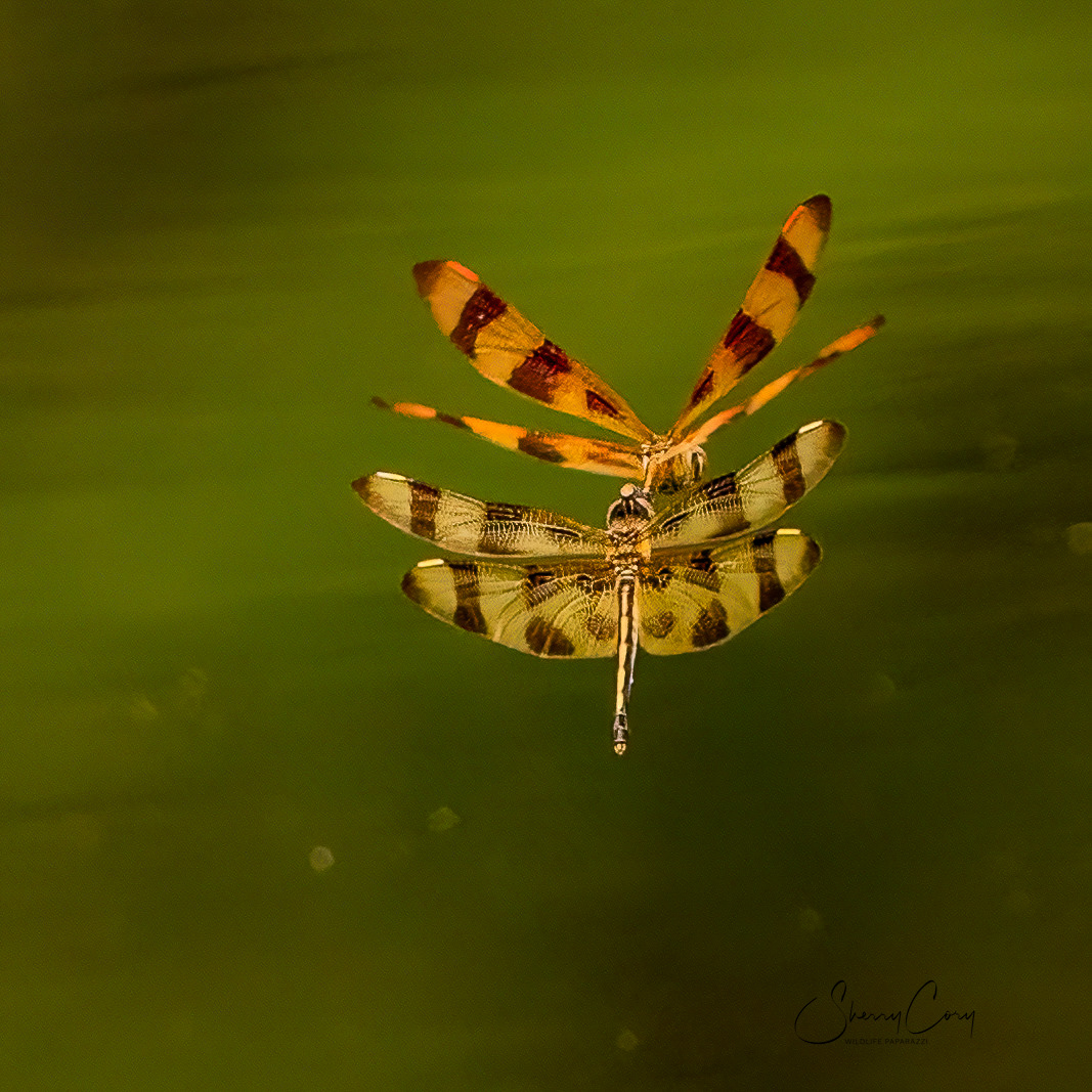 Halloween Pennant
