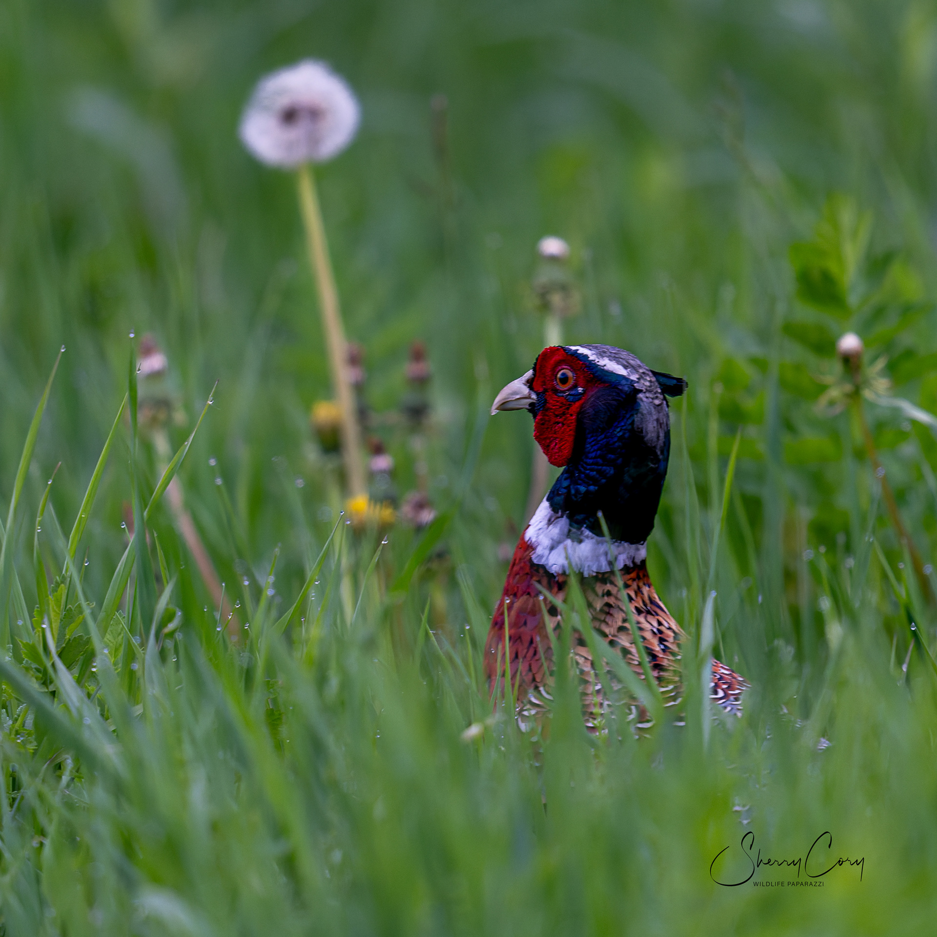 Ring-Necked Pheasant (Phasianus colchicus)