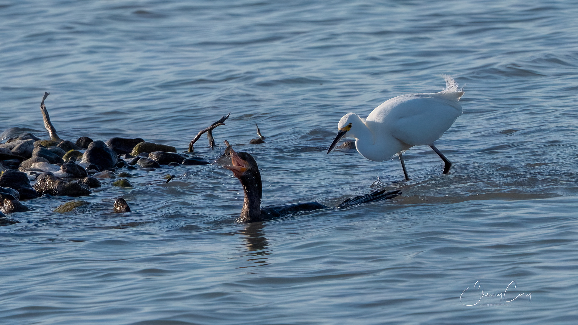 Double Crested Cormorant stealing a Snowy Egret's fish