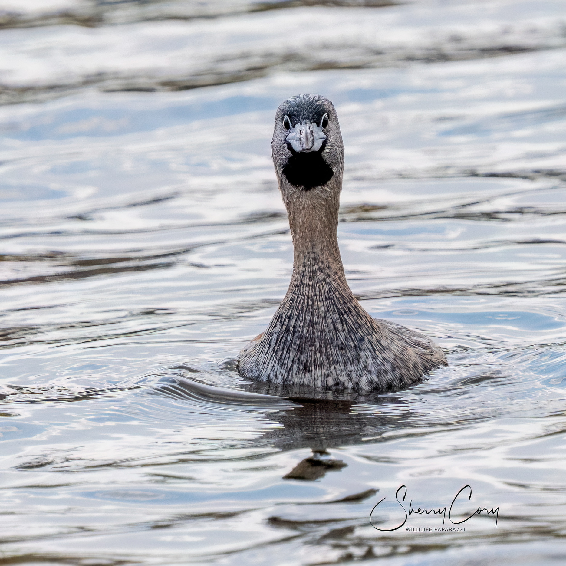 Pied Billed Grebe