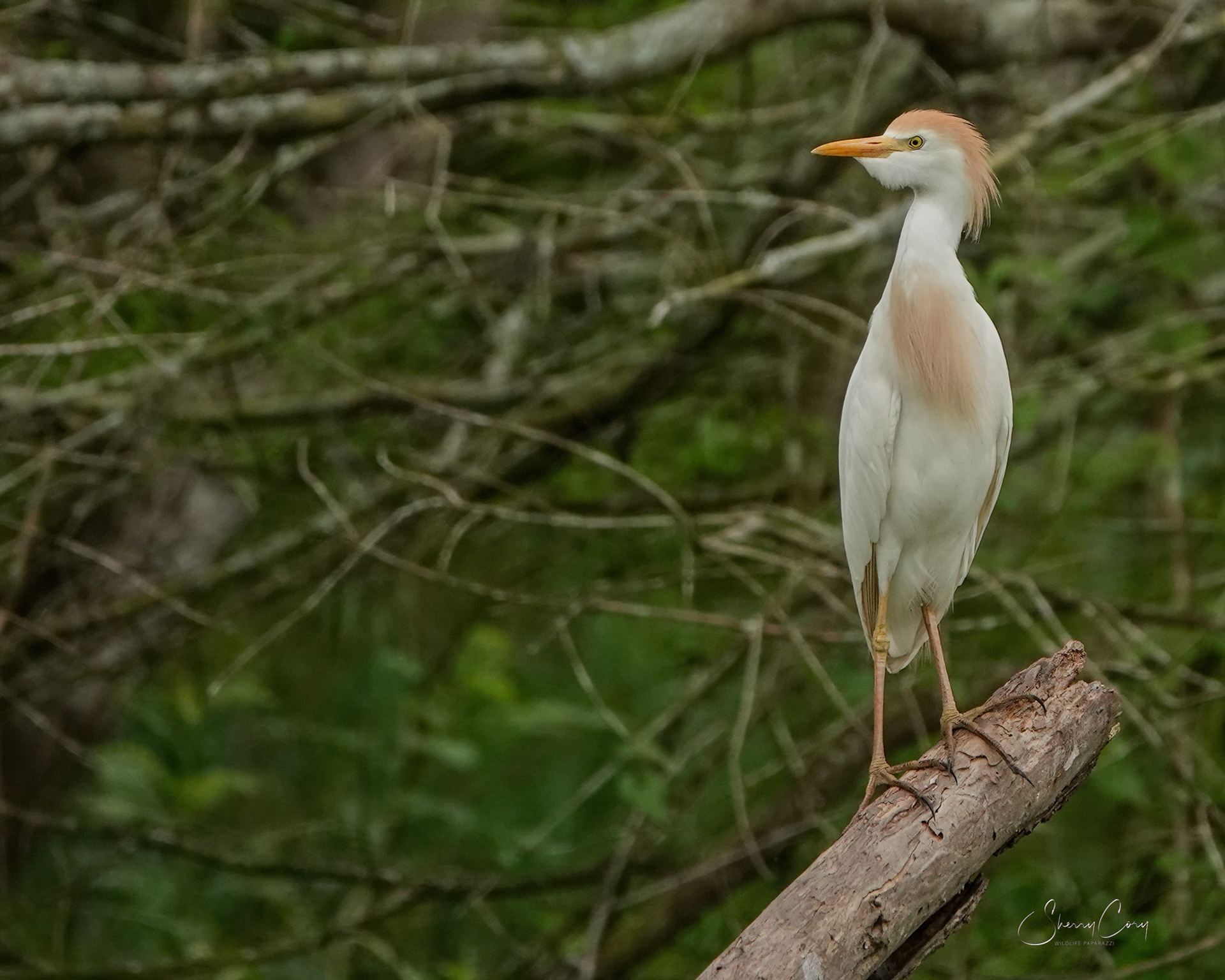 Cattle Egret (Bubulcus ibis)