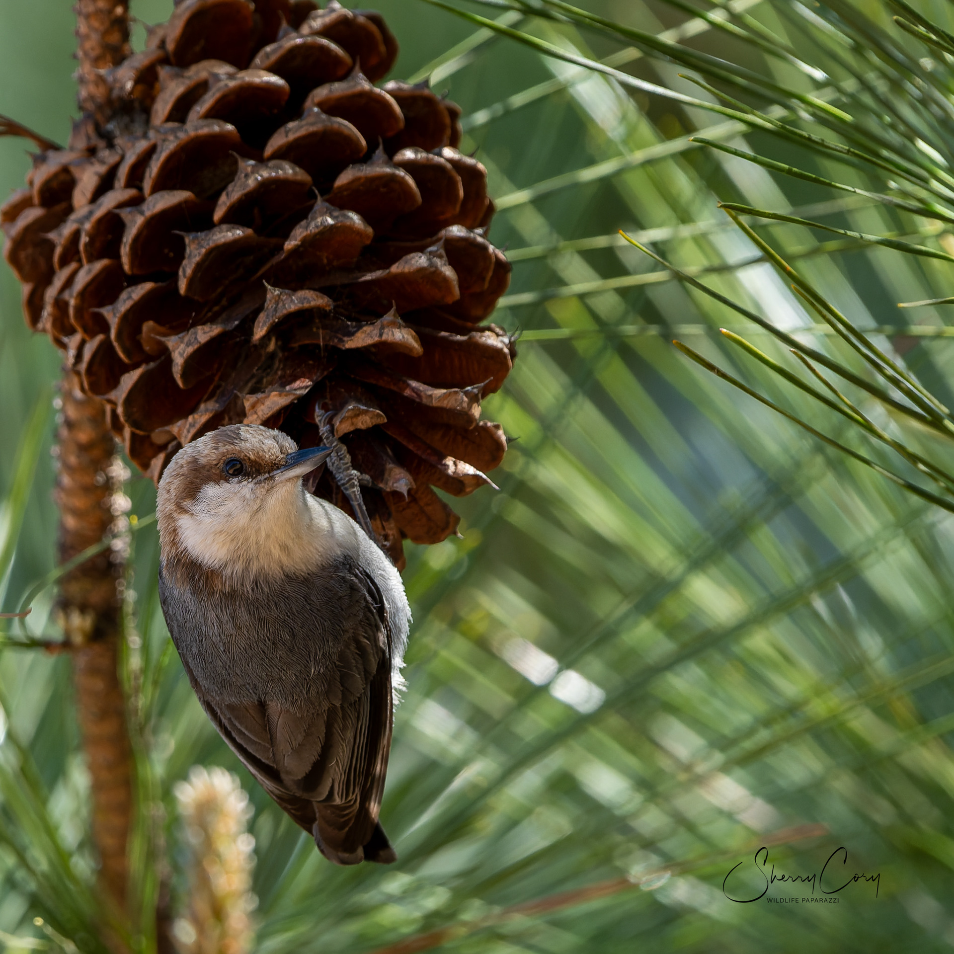 Brown Headed Nuthatch (Sitta pusilla)