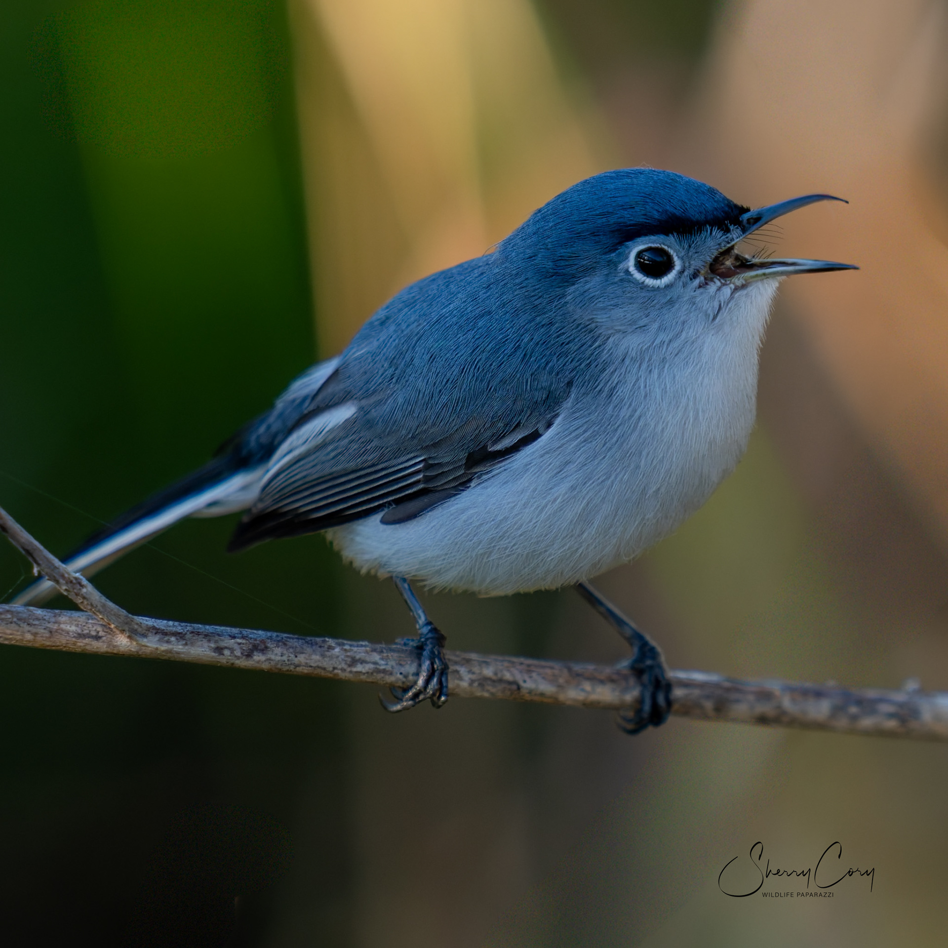 Blue-Gray Gnatcatcher (Polioptila caerulea)