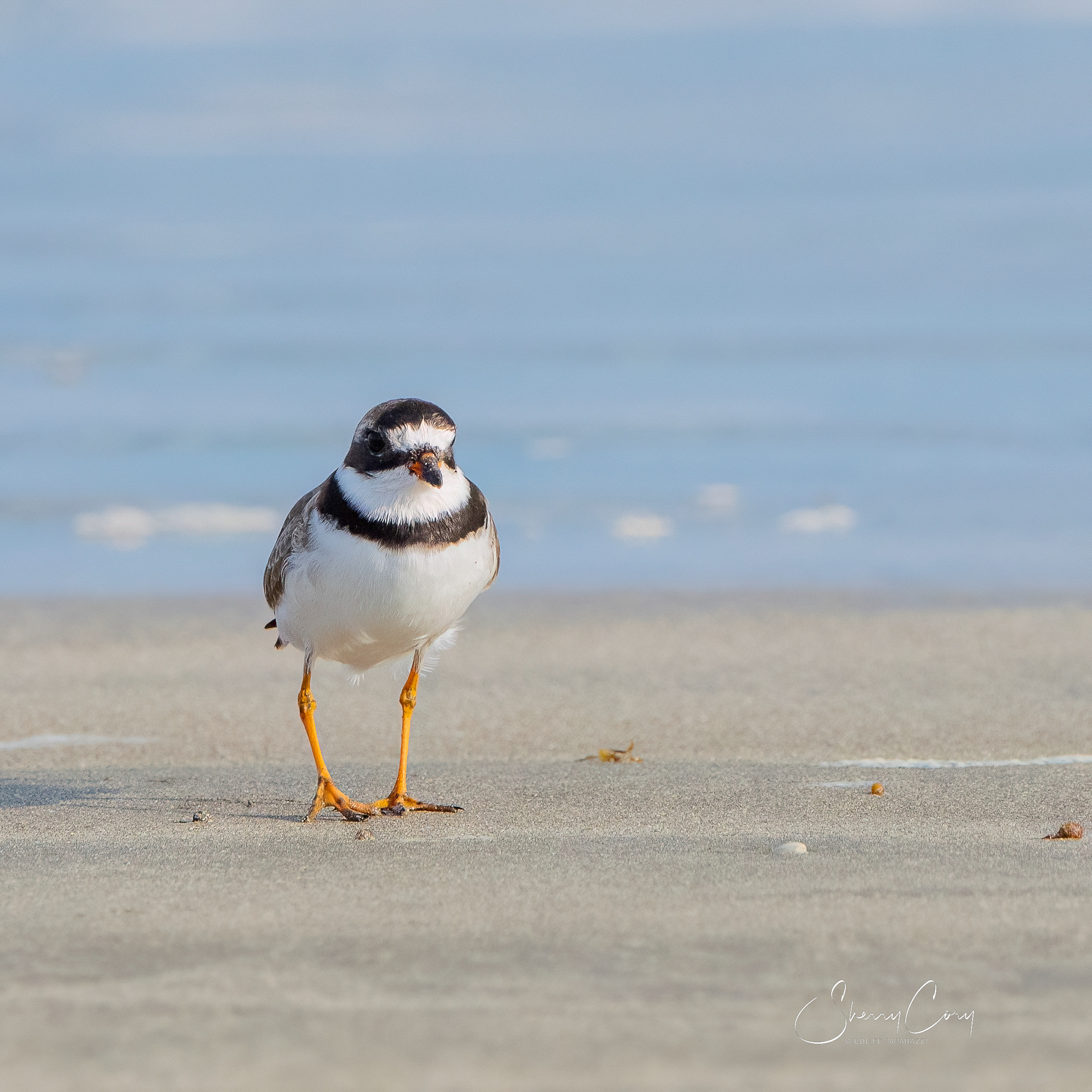 Semipalmated Plover