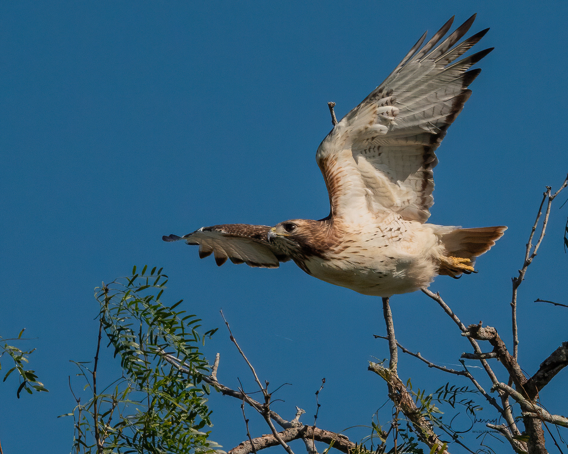 Red Tailed Hawk (Buteo jamaicensis)
