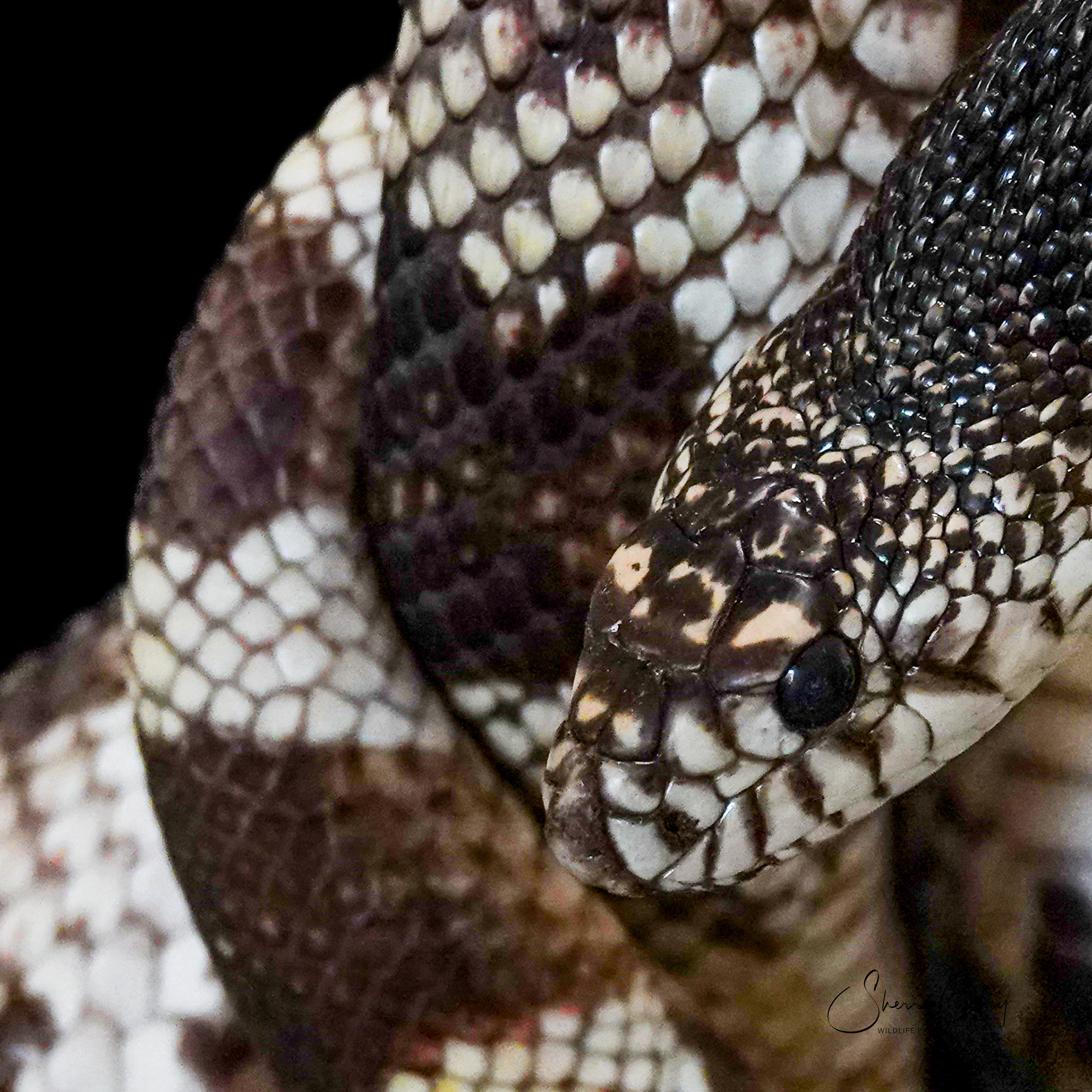 Northern Pine Snake (NV)