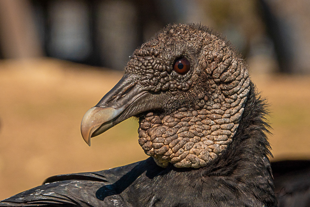 Black Vulture (Coragyps atratus)