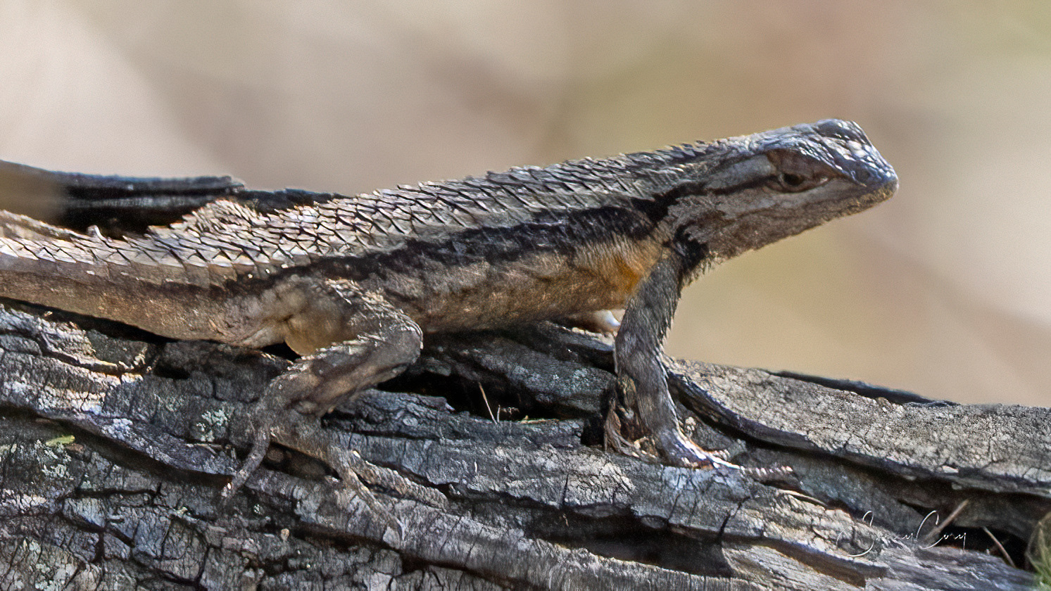Texas Spiny Lizard