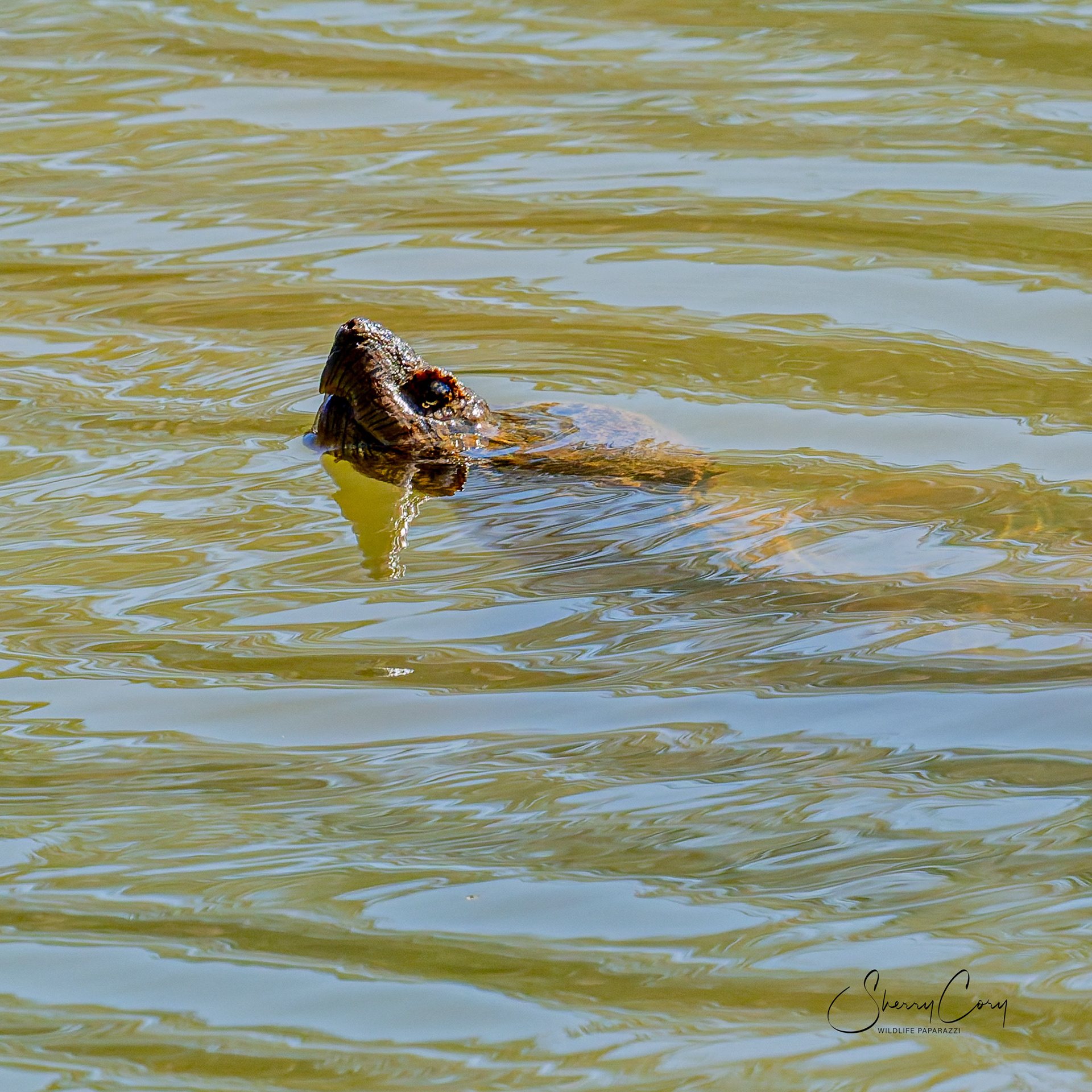 Snapping Turtle
