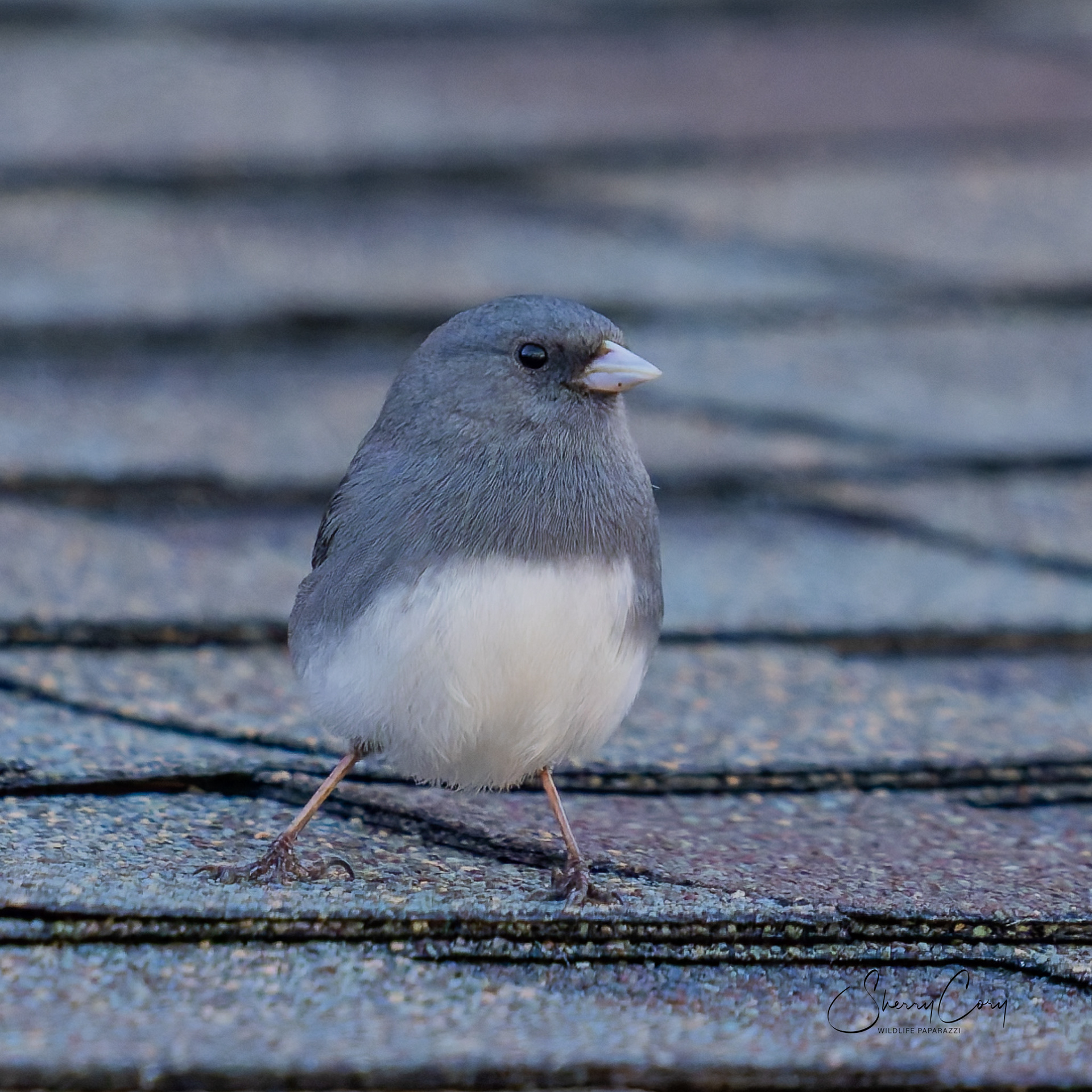 Dark Eyed Junco (Junco hyemalis) Slate Colored  