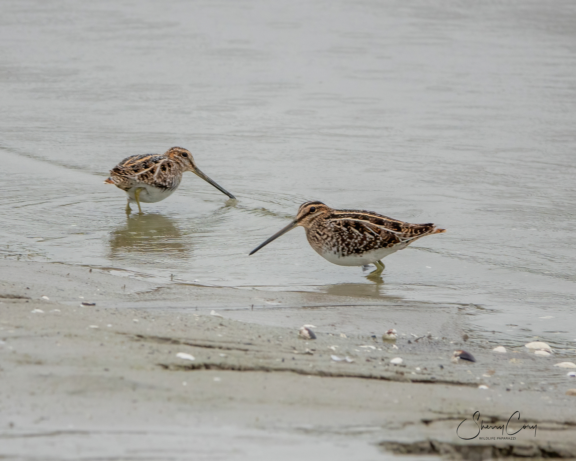 Wilson's Snipe (Gallinago delicata)