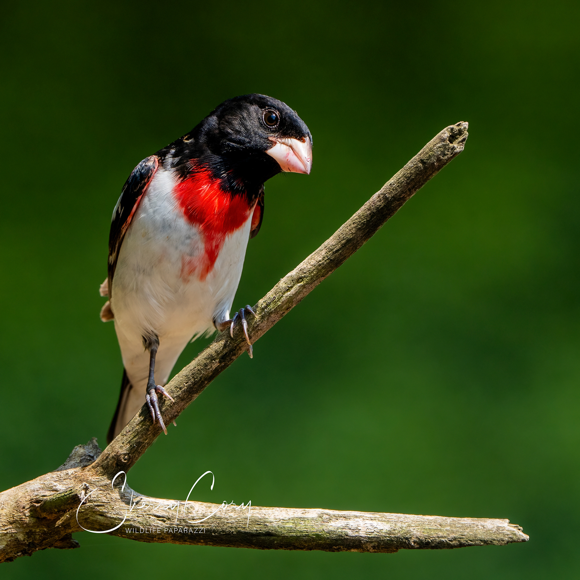 Male Rose Breasted Grosbeak