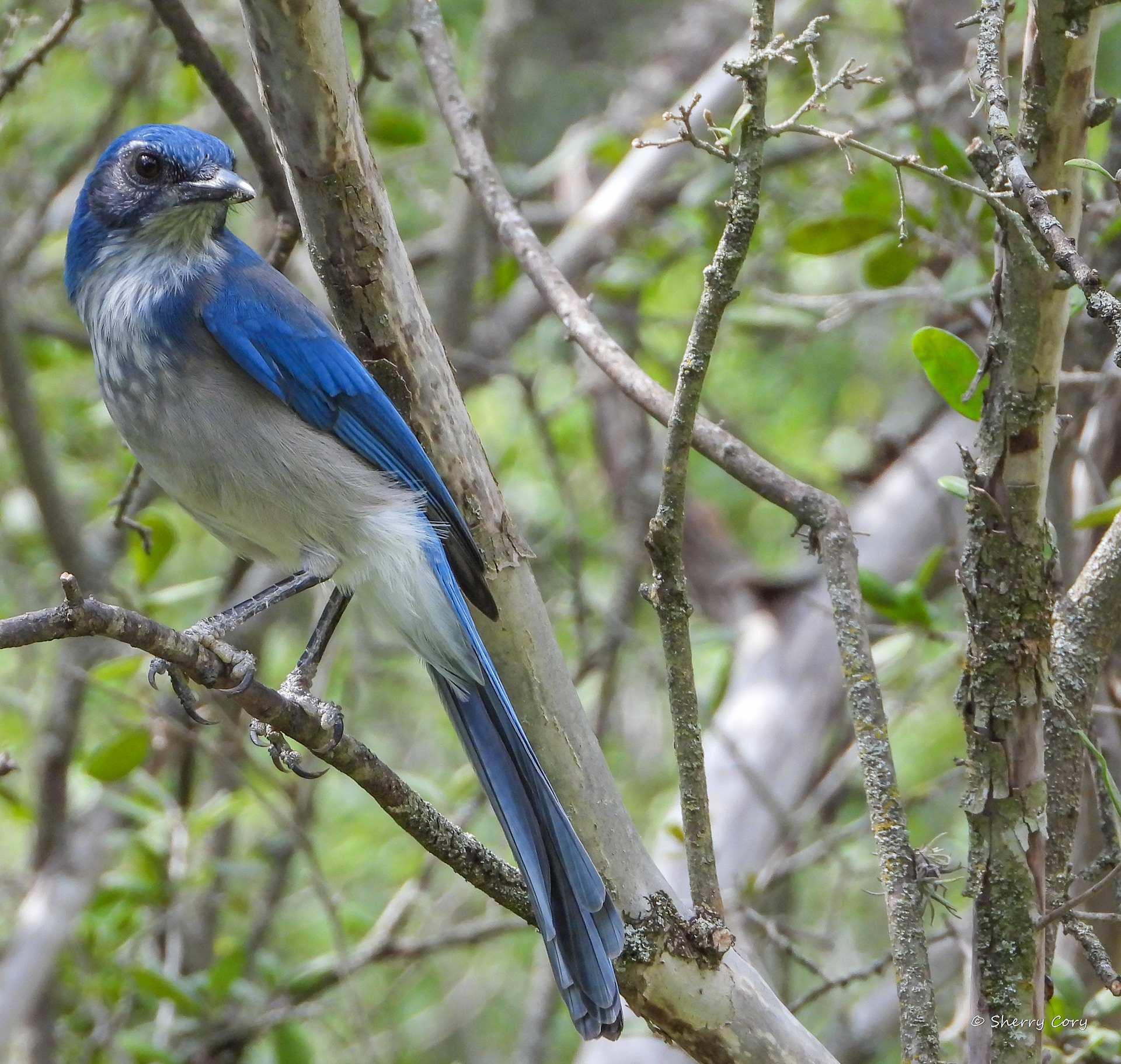 Woodhouse Scrub Jay (Aphelcoma woodhouseii)