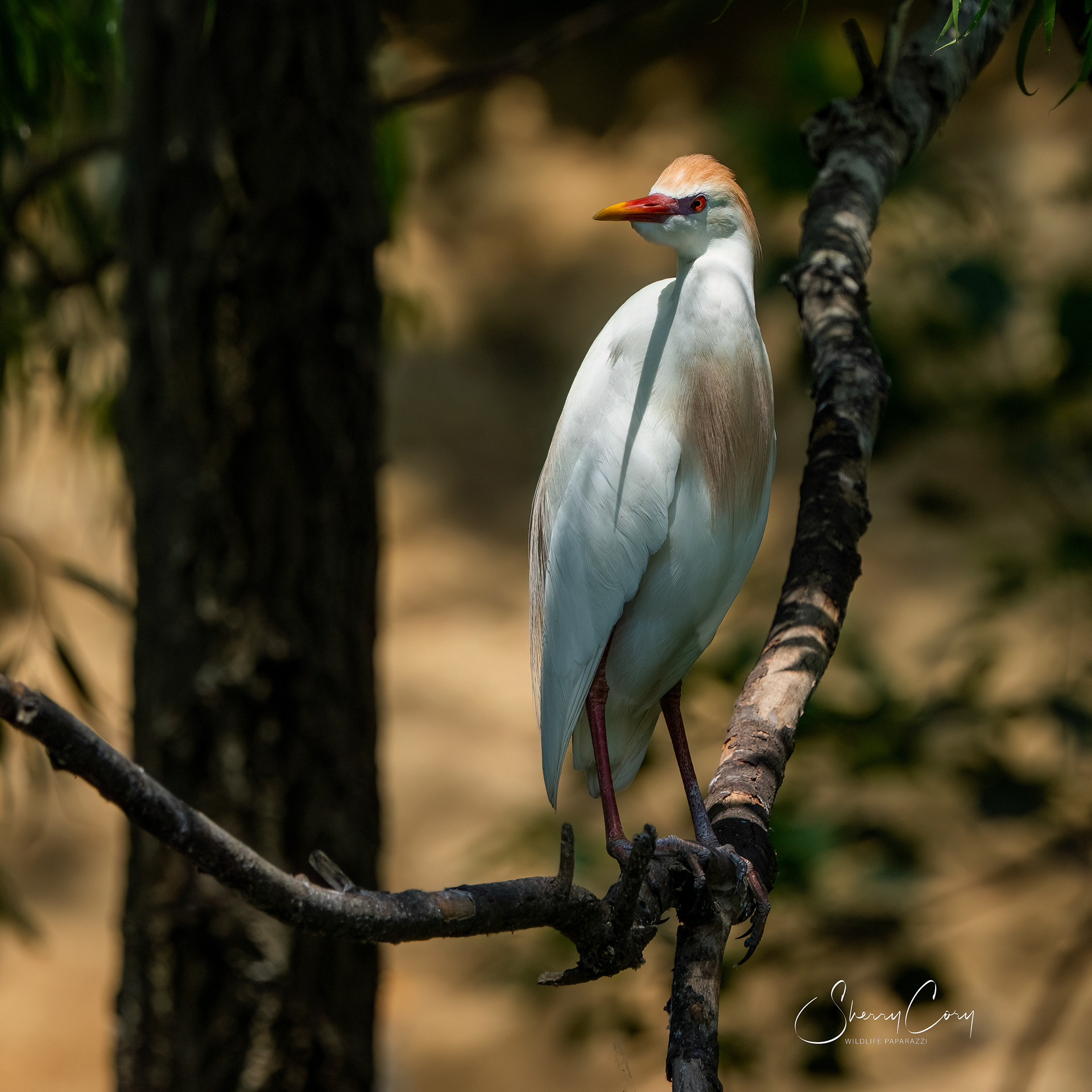 Cattle Egret (Bubulcus ibis)