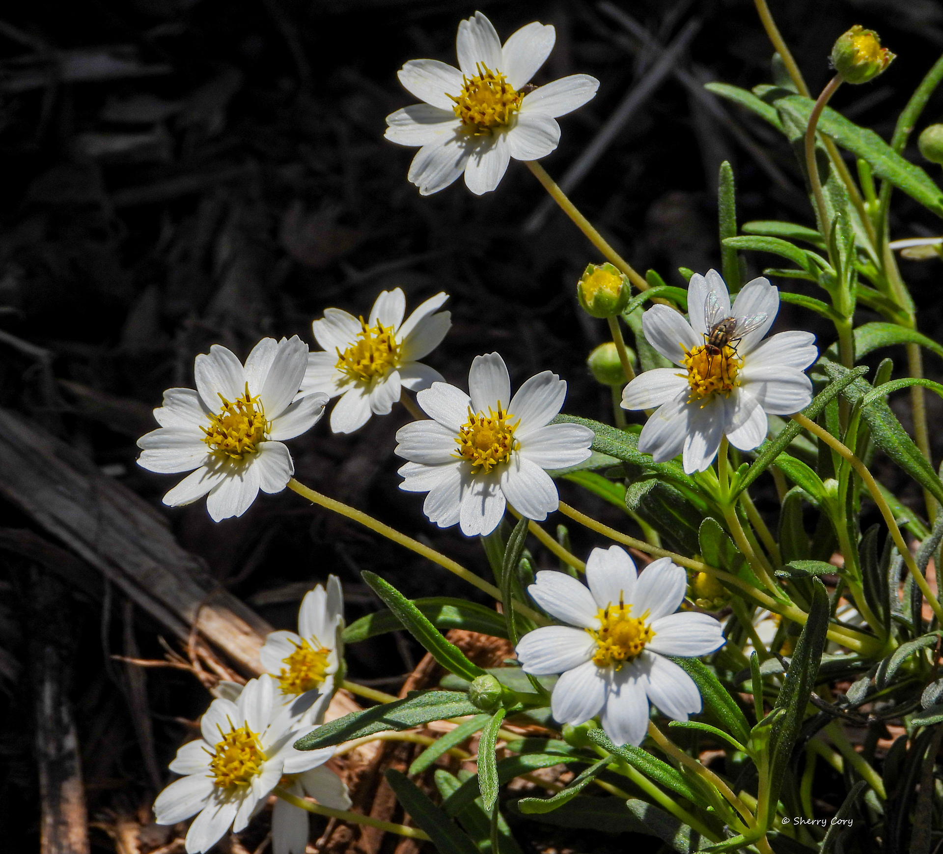 Blackfoot Daisy