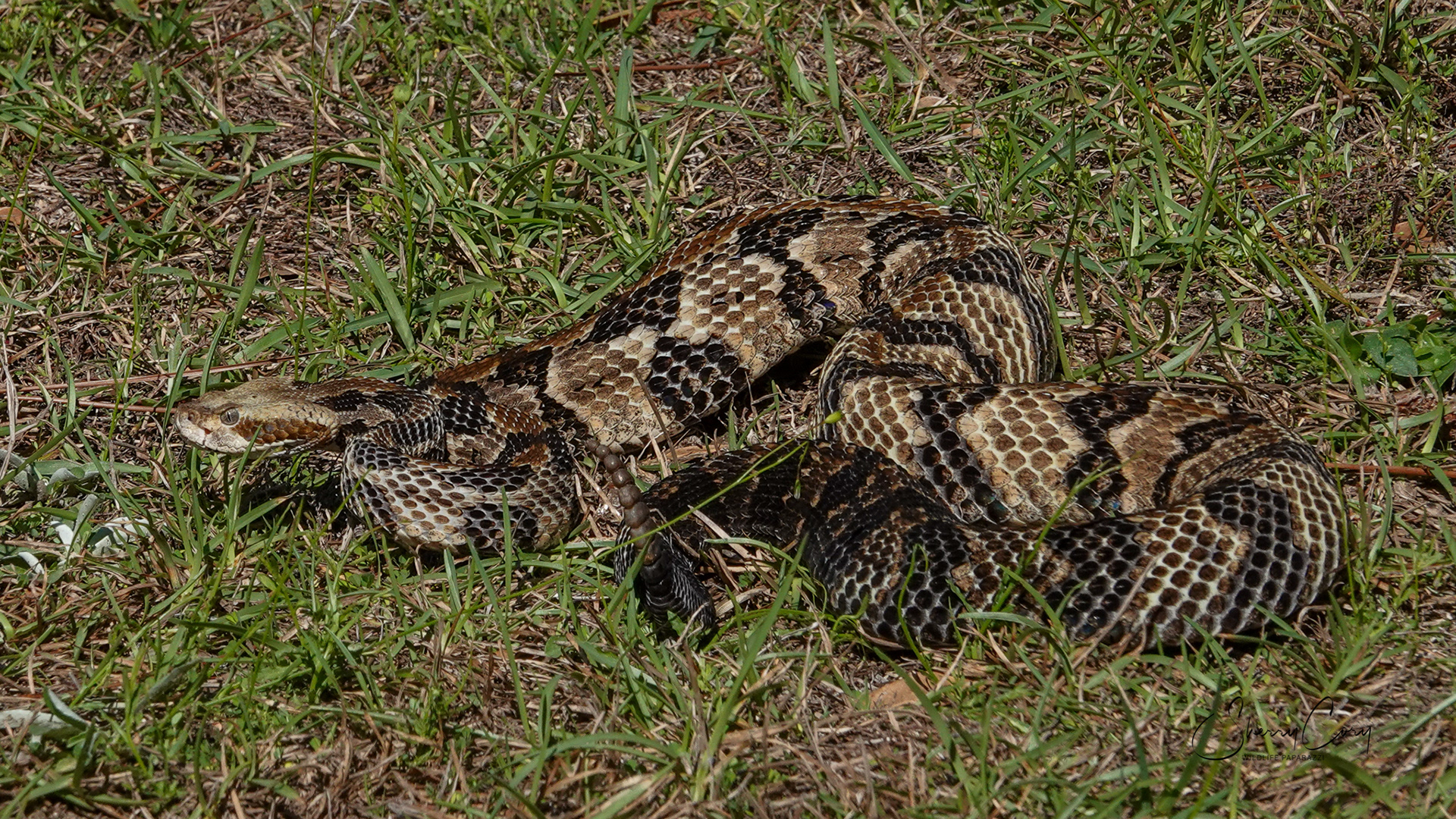 Timber Rattlesnake (V)