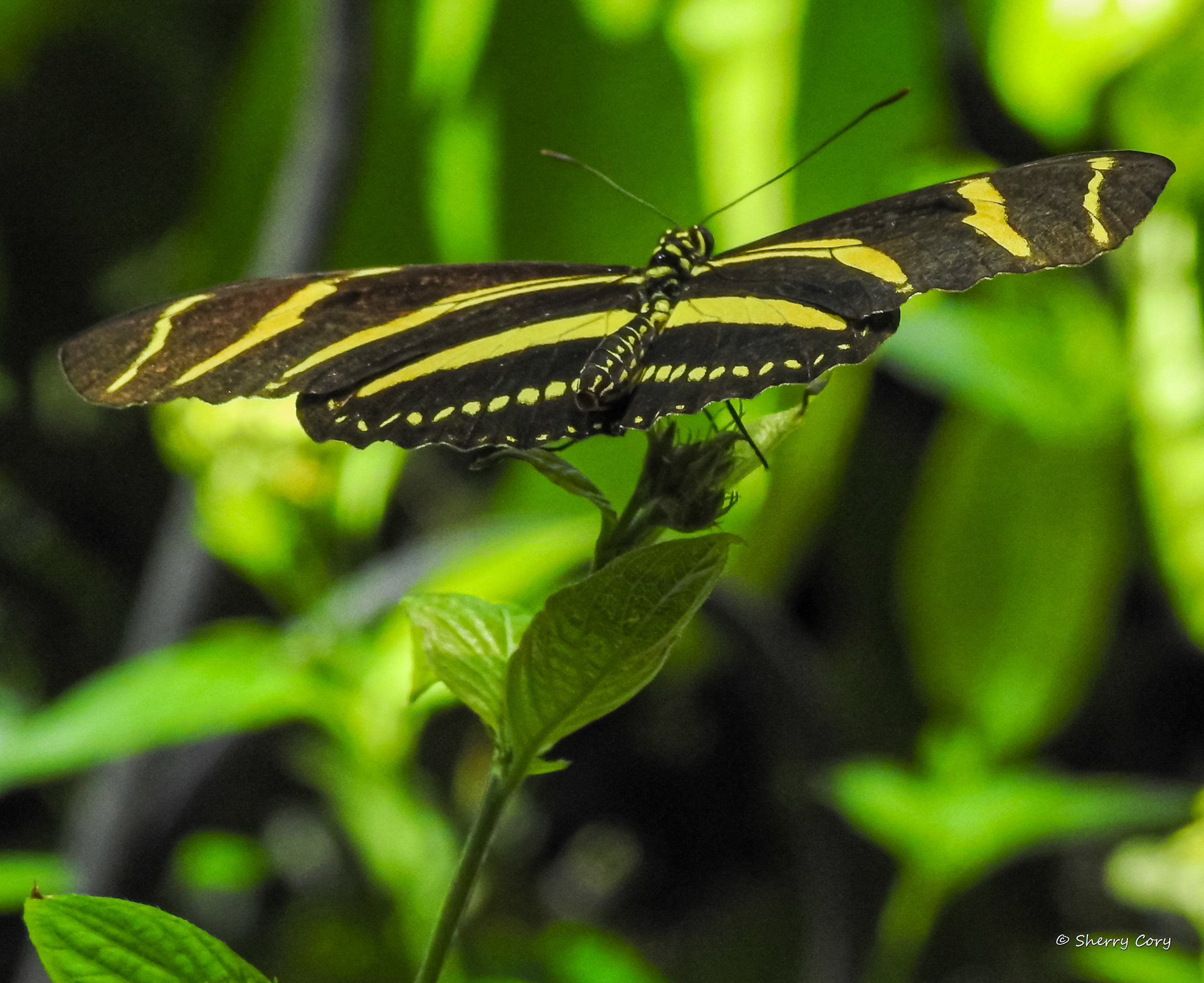 Zebra Longwing