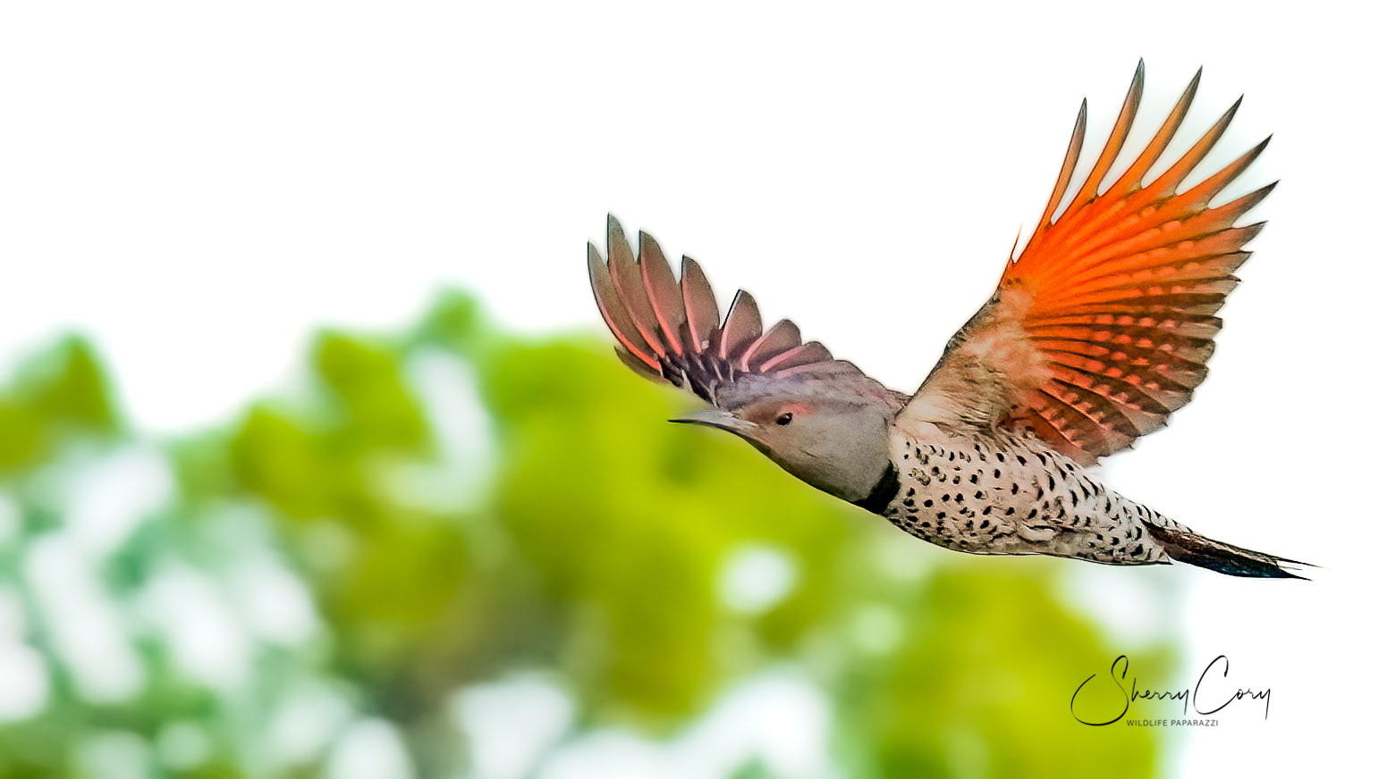 Red Shafter Northern Flicker (Colaptes auratus)