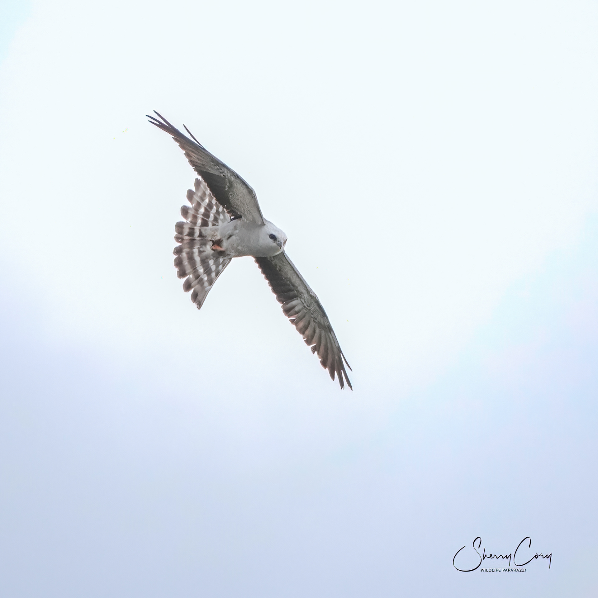 Mississippi Kite