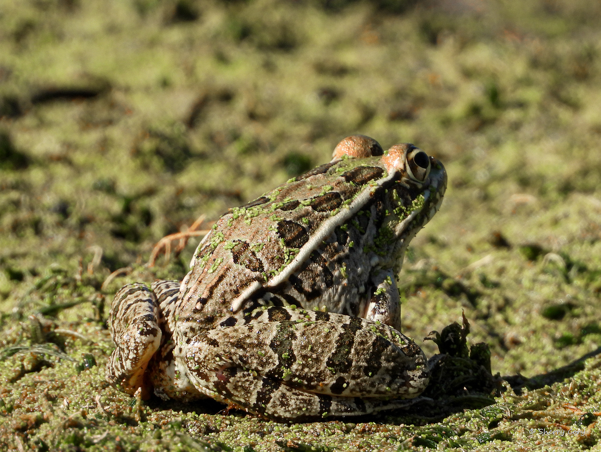 Rio Grande Leopard Frog