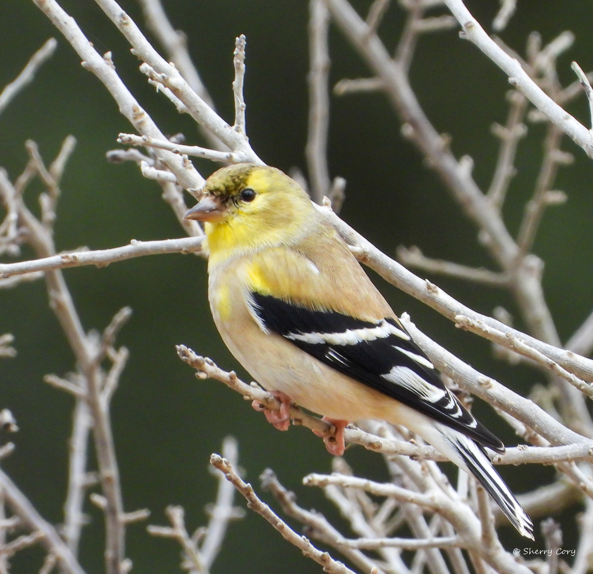 American Goldfinch (Spinus tristis)