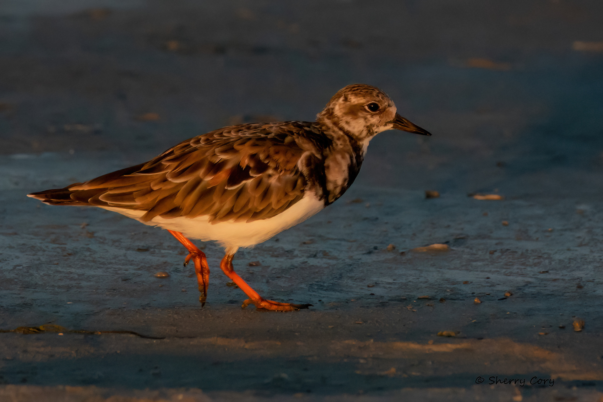 Ruddy Turnstone (Arenaria interpres)