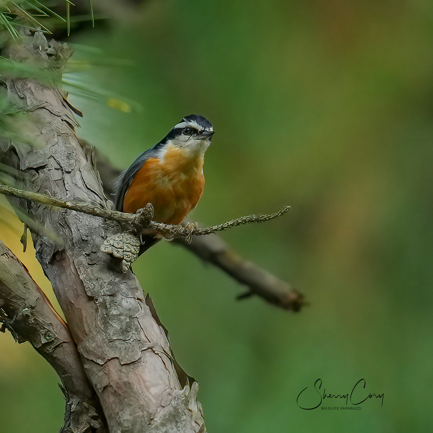 Red Breasted Nuthatch (Sitta canadensis)