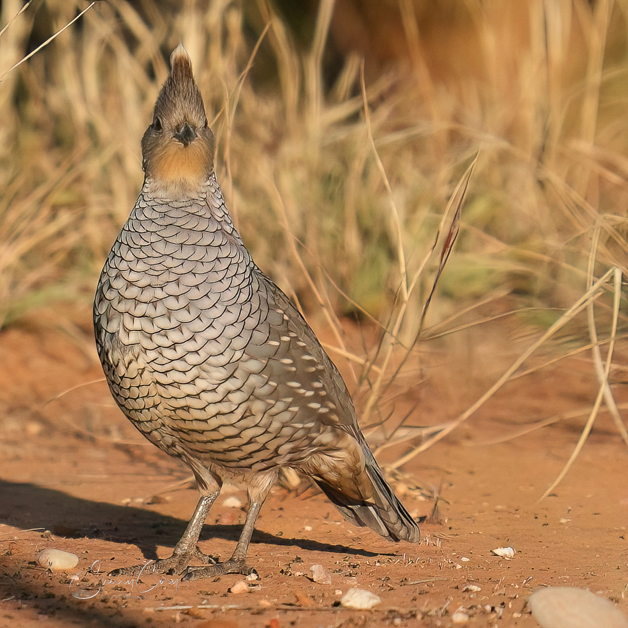 Scaled Quail (Callipepla squamata)