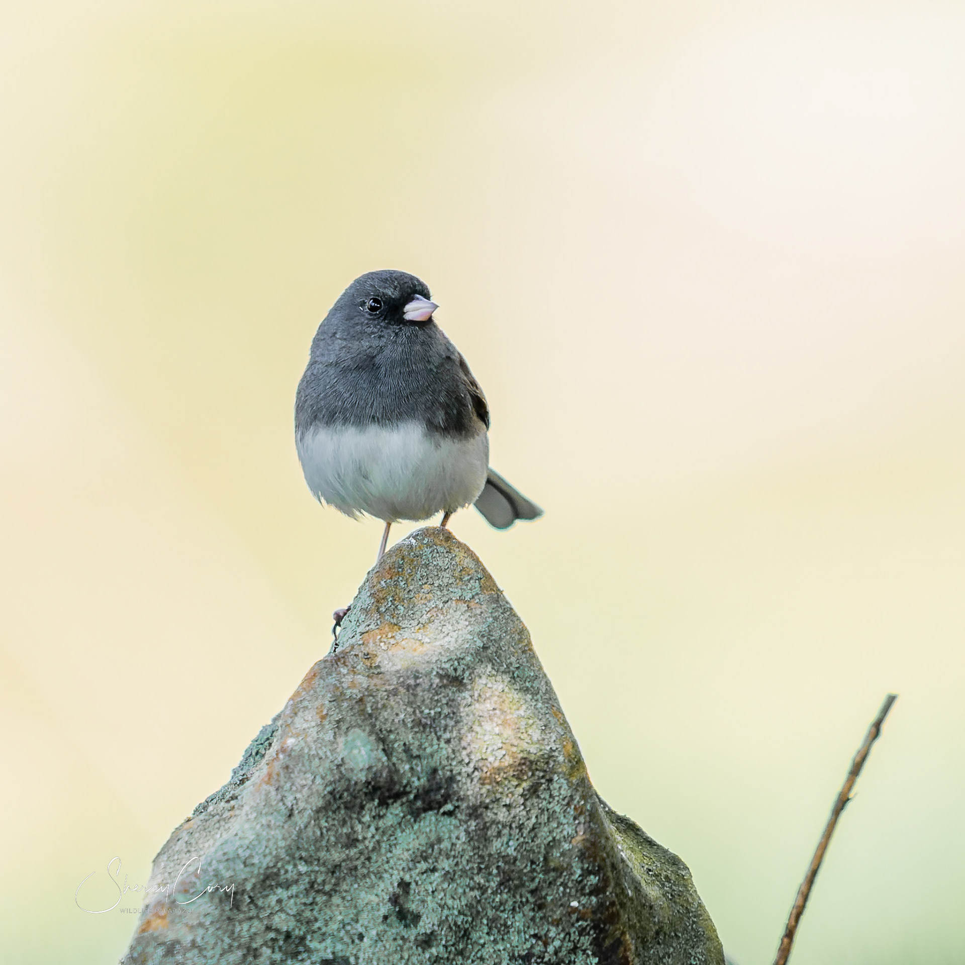 Dark Eyed Junco