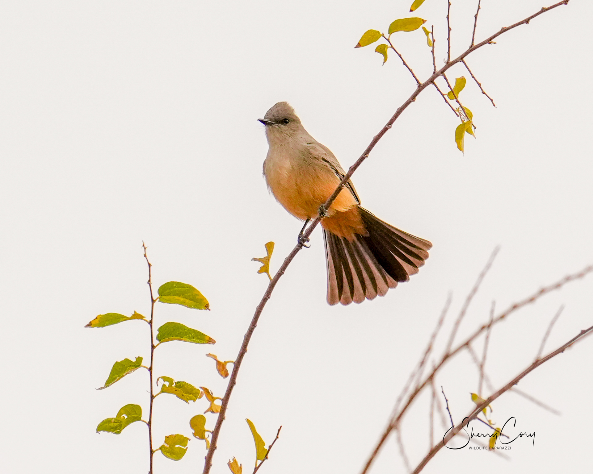 Say's Phoebe