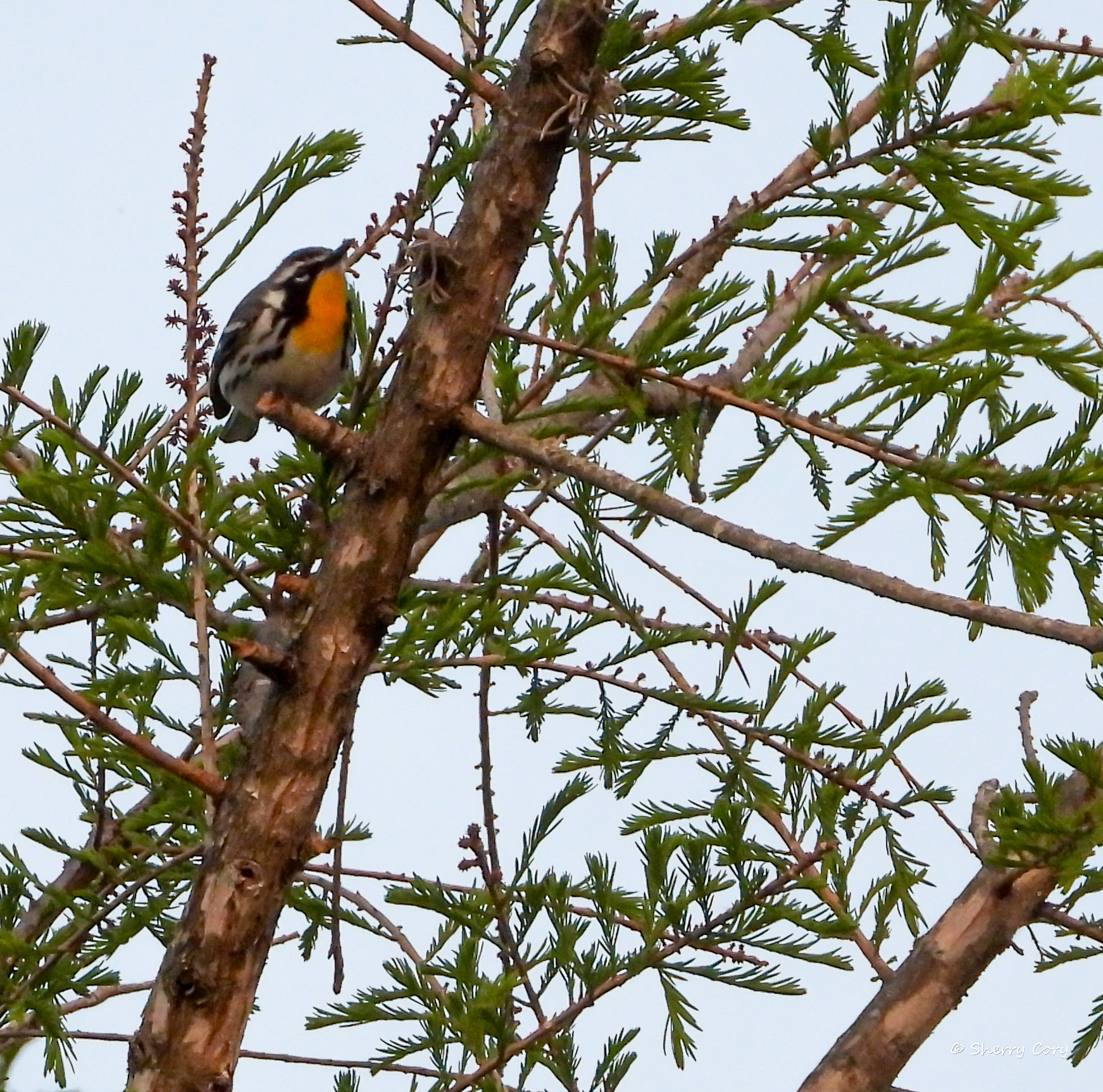 Blackburnian Warbler (Setophanga fusca)