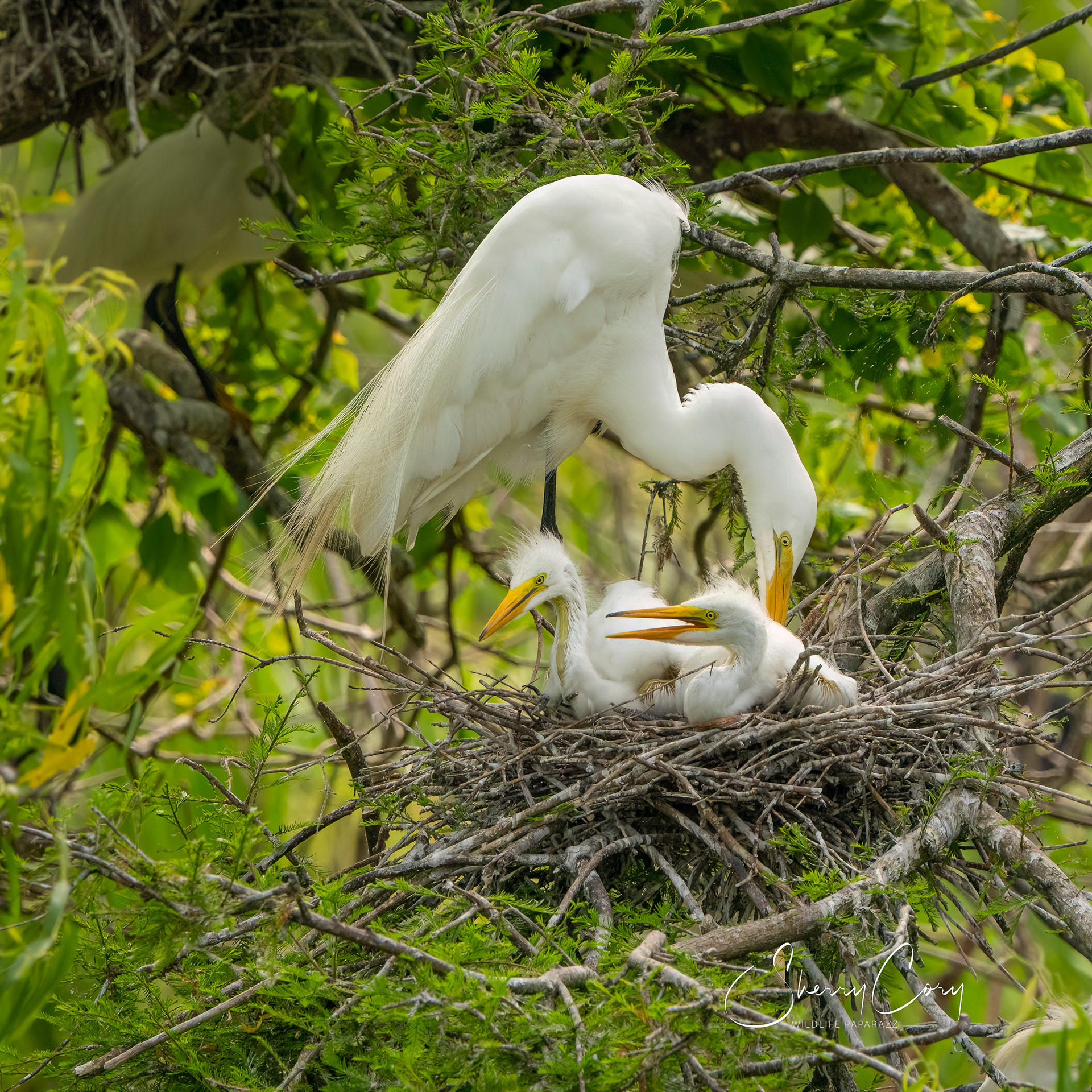 Great Egret (Ardea alba) mother tending chicks