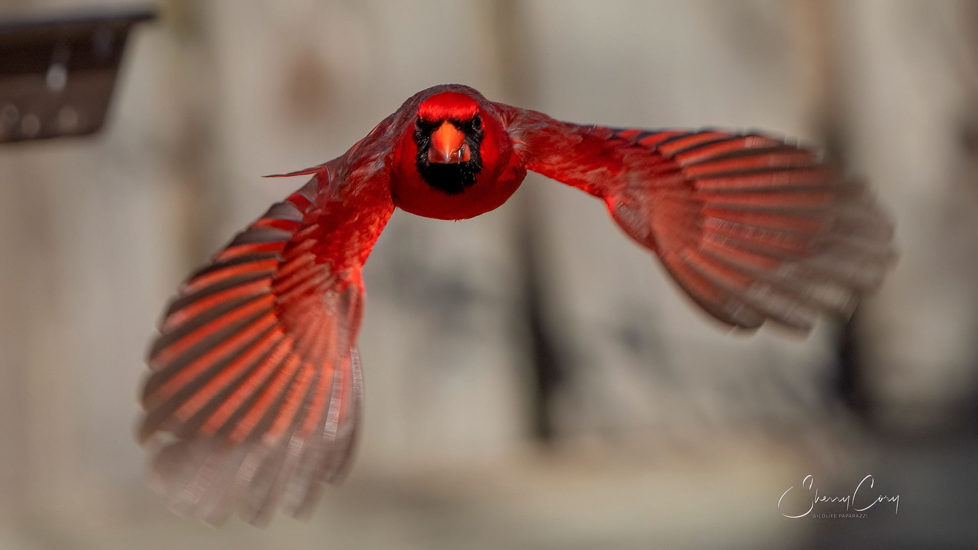 Male Northern Cardinal