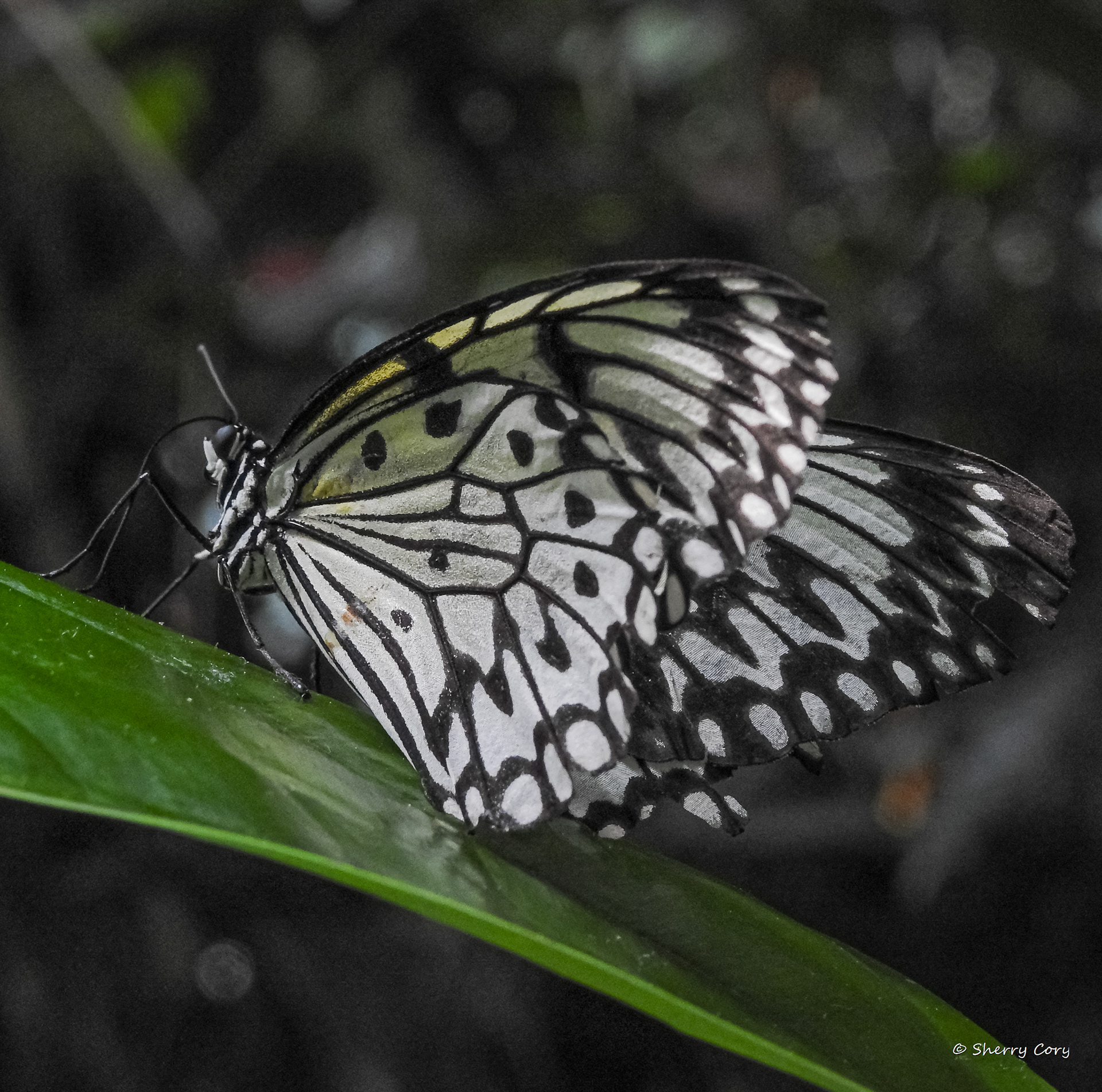 Rice Paper Butterfly