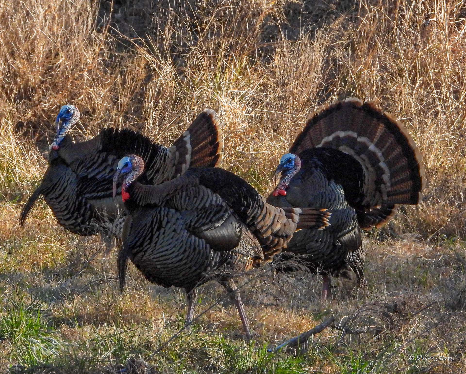 Wild Turkey (Meleagris gallopavo)